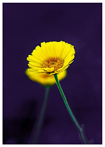 Yellow Wildflower Birthday Card - Happy Birthday Greeting Inside | Perfect for Birthdays, Anniversaries & Special Occasions