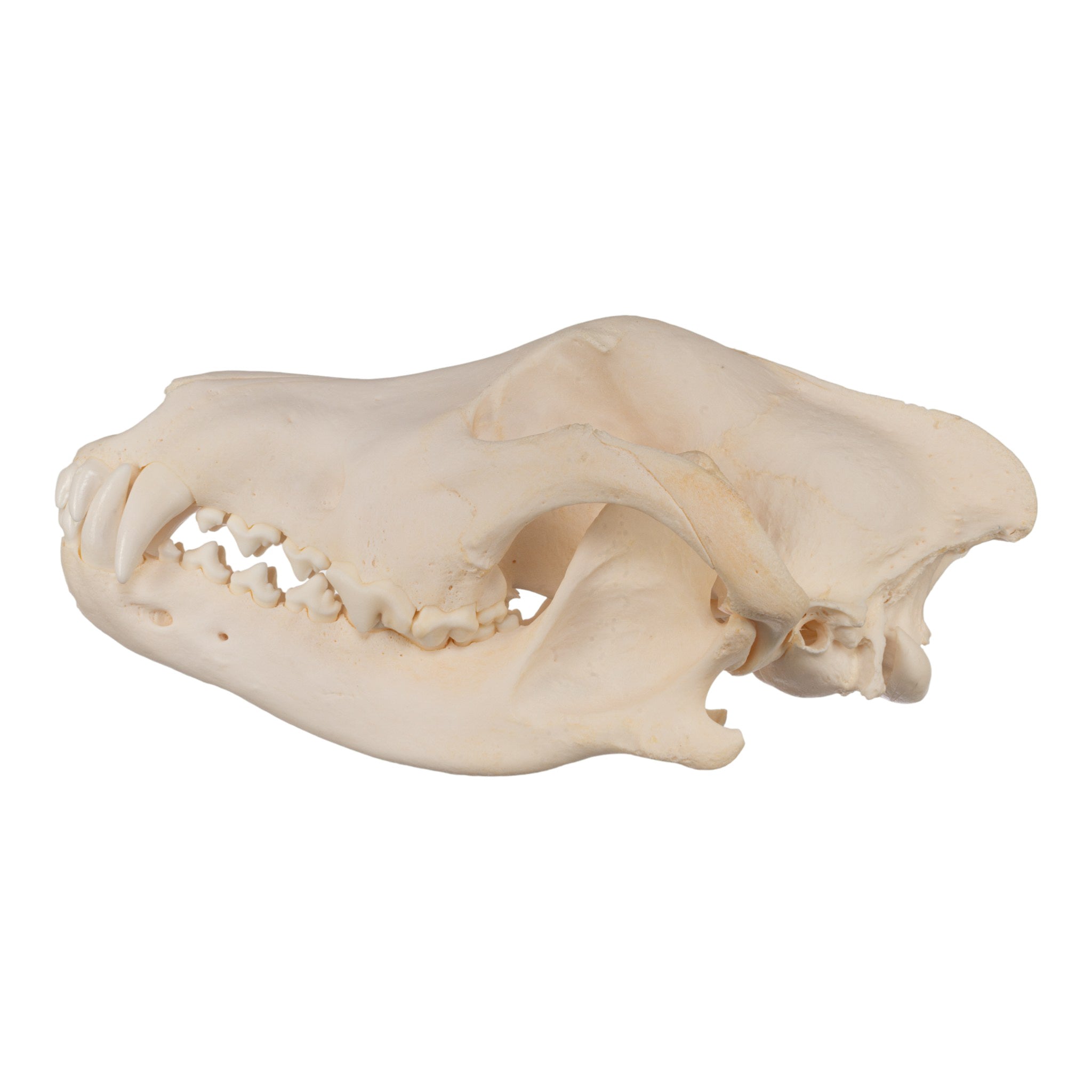 Authentic Gray Wolf Skull Replica - High-Quality Taxidermy Specimen for Home Decor, Gothic Display & Educational Use