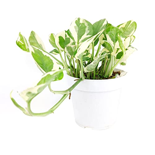 Pothos N’Joy