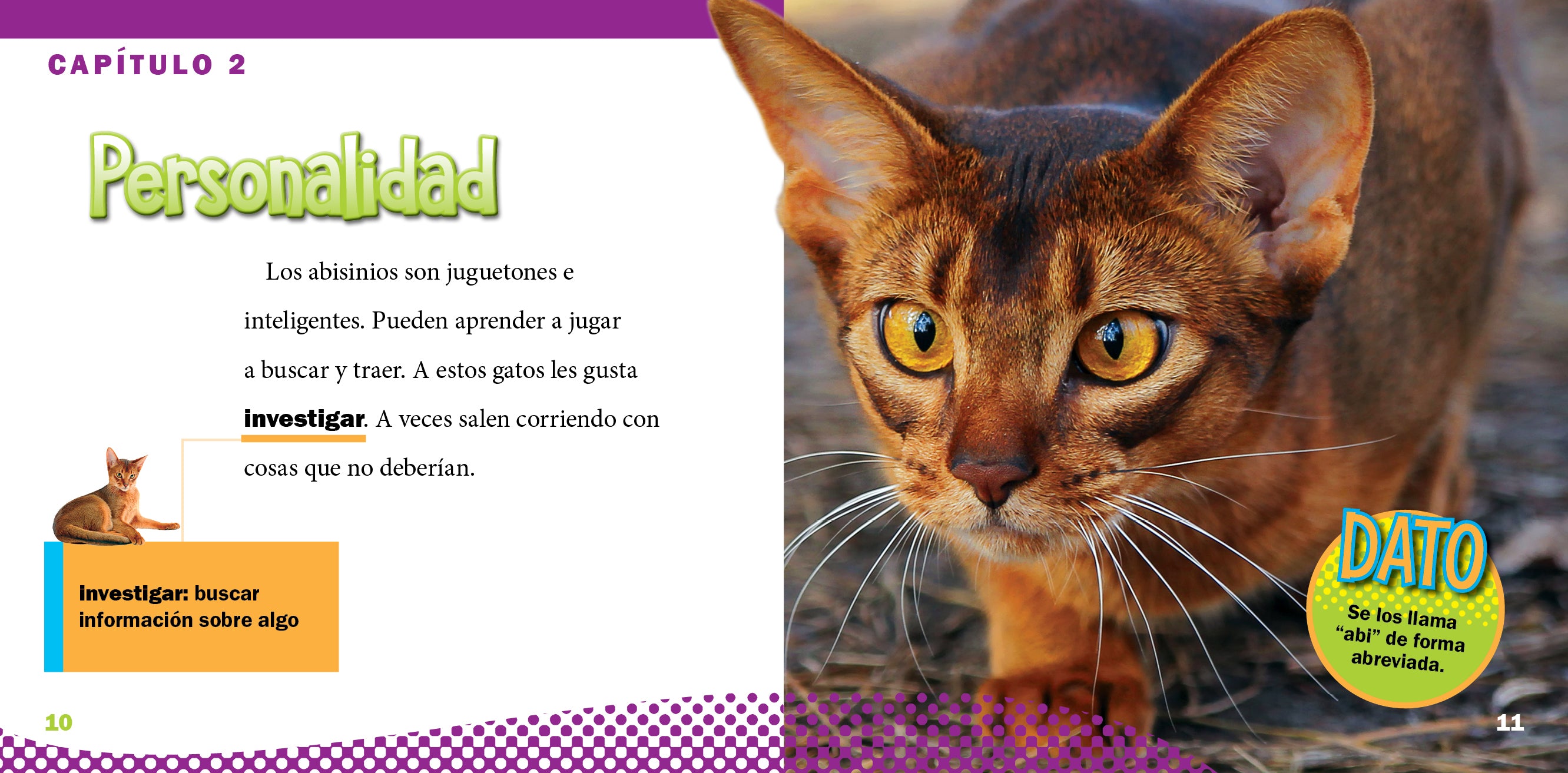 Abyssinian Cat - Playful & Intelligent Breed for Pet Lovers | Perfect for Family Companionship & Home Decor