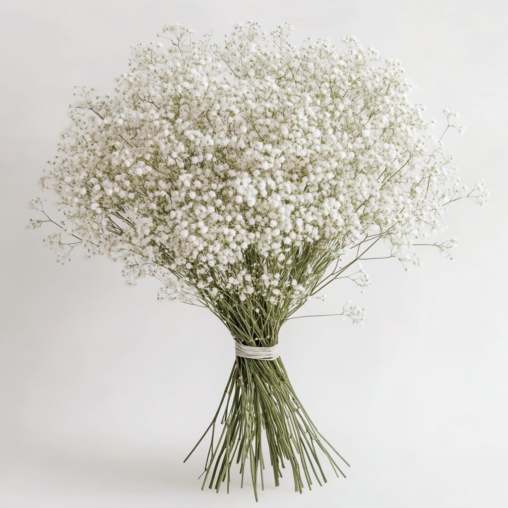 GlobalRose 120 Stems Fresh Cut Gypso Perfecta Baby's Breath Flowers - Bulk Wedding, Baby Shower & Bridal Bouquet Fillers - Perfect for Centerpieces, Floral Arrangements & Event Decorations