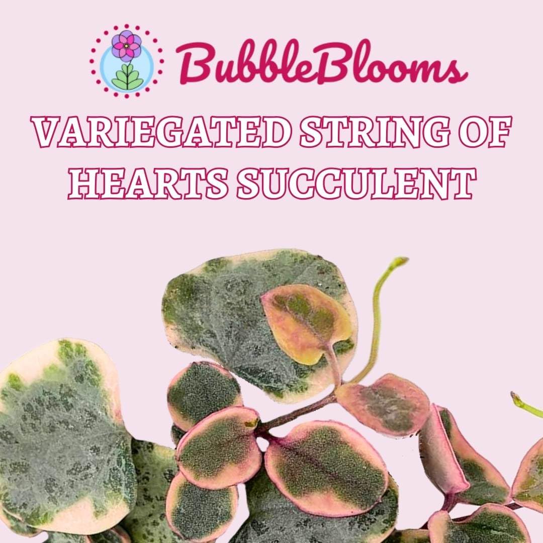 Variegated String of Hearts (Ceropegia Woodii) - Live Succulent Plant in 2 Inch Pot - Perfect for Hanging Baskets, Home Decor & Indoor Gardens
