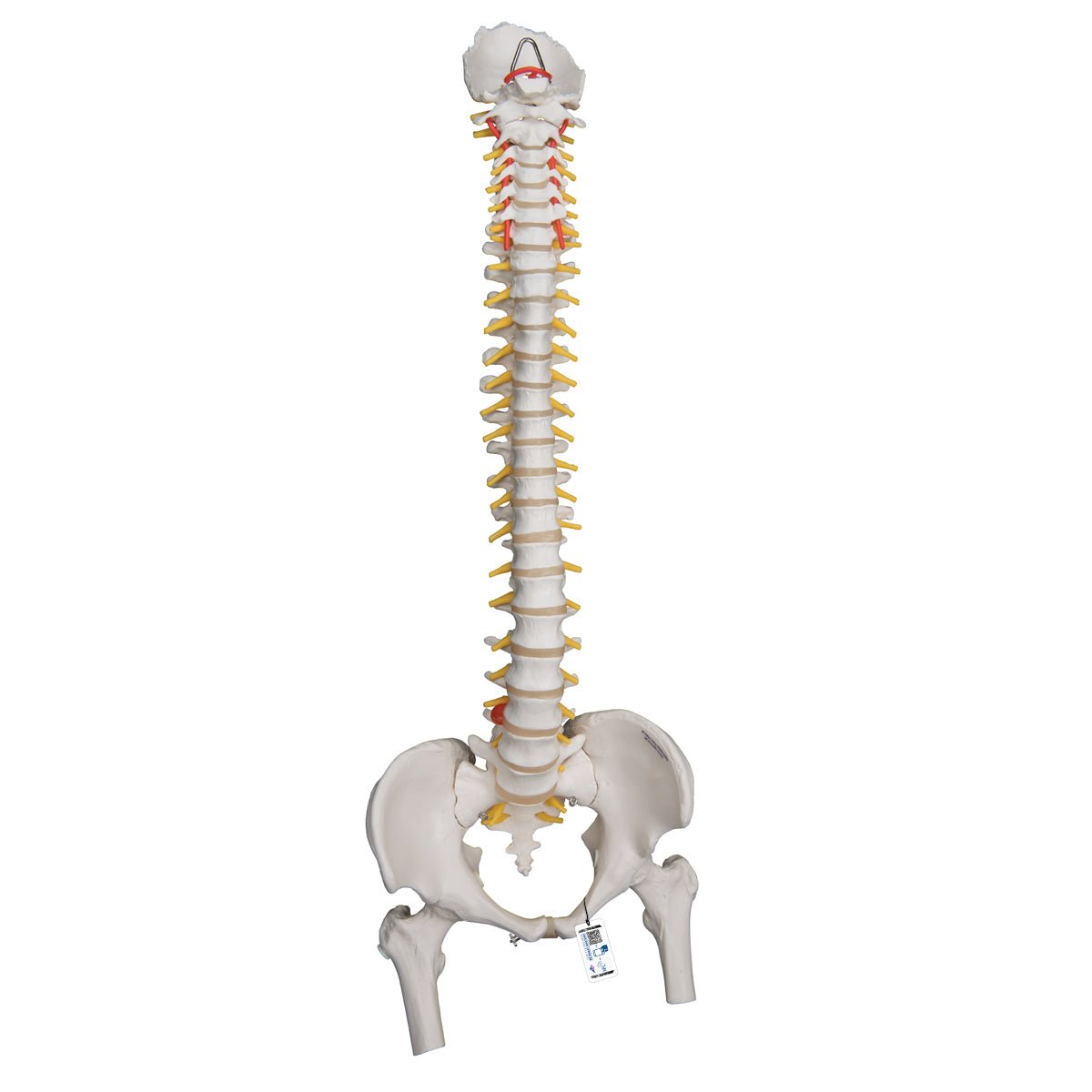 Highly Flexible Spine Model with Femur Heads - Anatomical Spine Model for Medical Students, Chiropractors & Physical Therapists - Perfect for Study, Training & Patient Education
