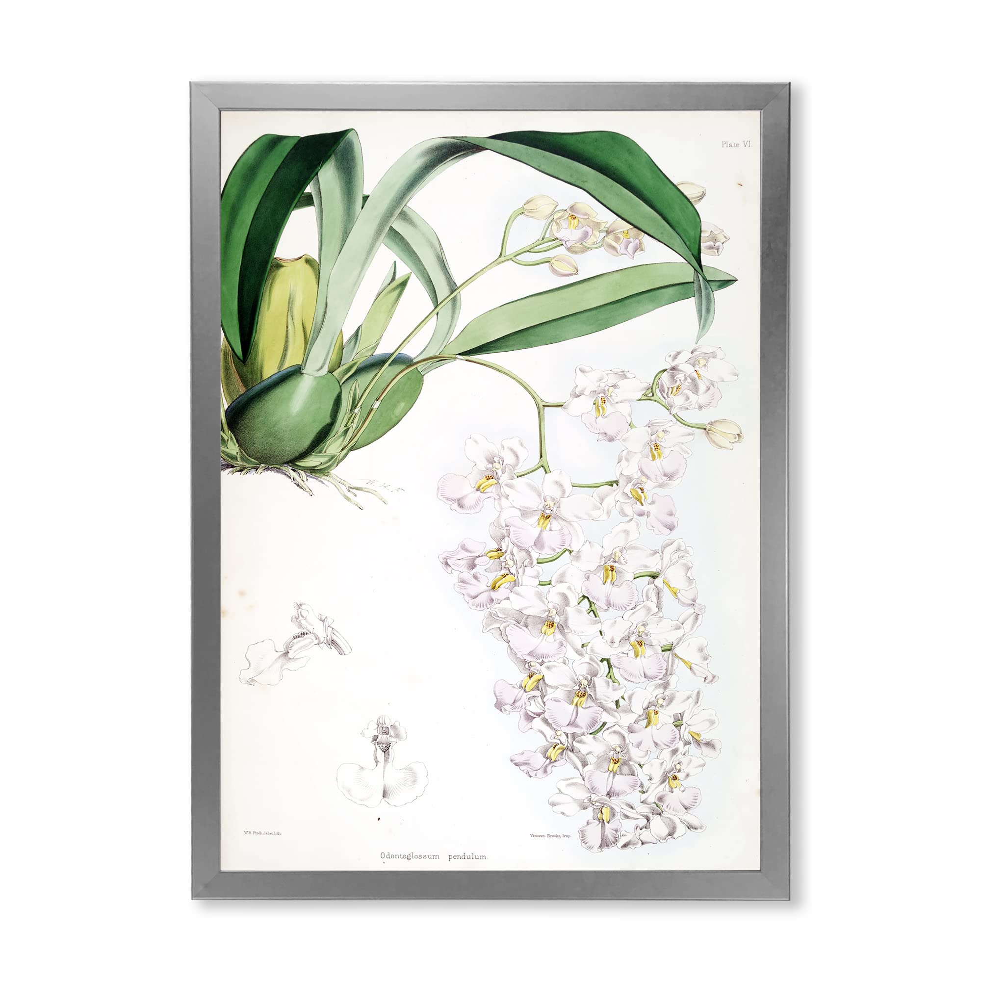 Vintage White Orchid II Traditional Framed Wall Art - Classic Home Decor for Living Room, Bedroom & Office - Perfect Gift for Housewarming & Wedding