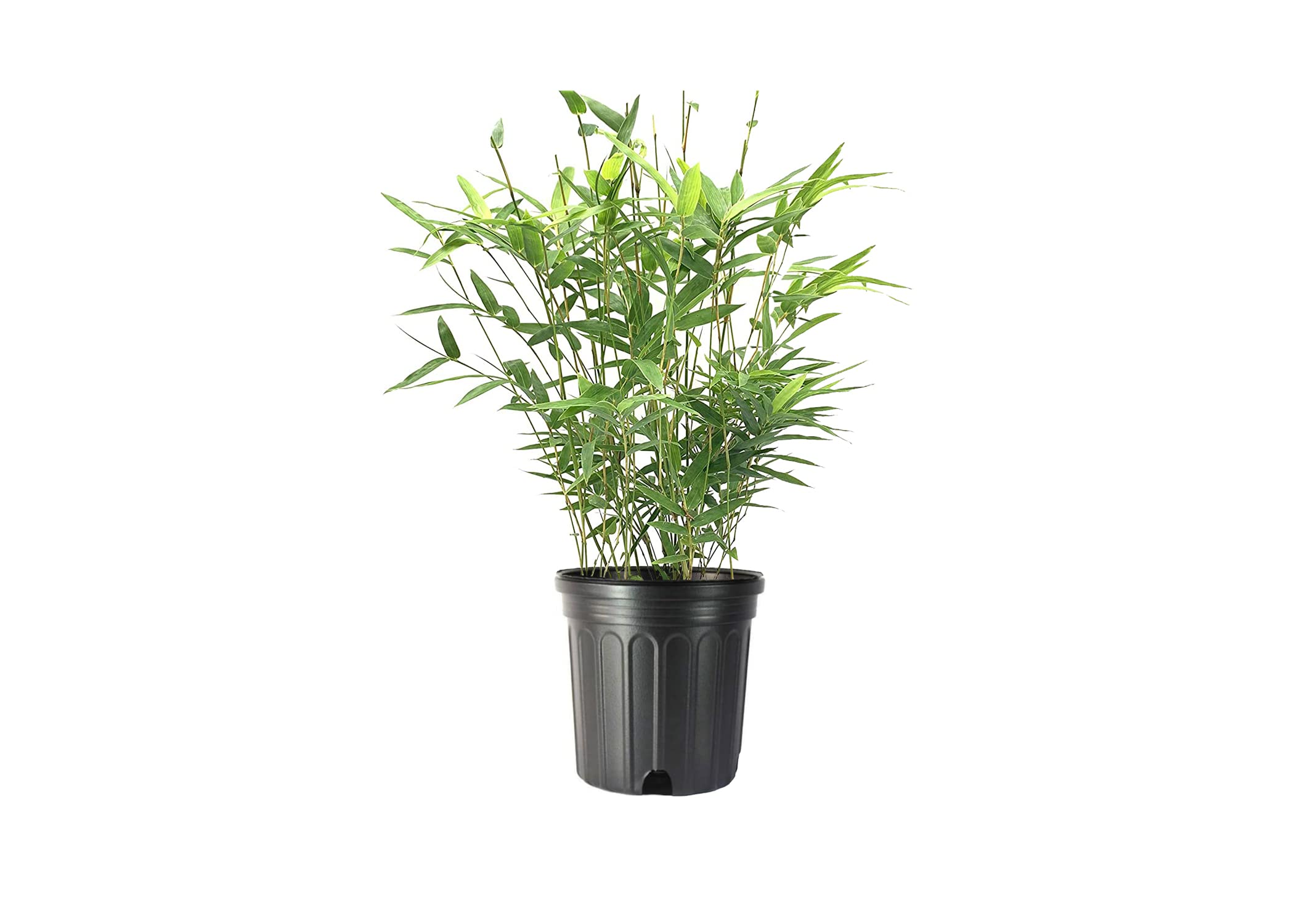 Golden Goddess Hedge Bamboo Plant (Bambusa Multiplex) - 6 Inch Live Clumping Bamboo - Non-Invasive Ornamental Plant for Privacy Screening, Landscaping & Indoor Decor