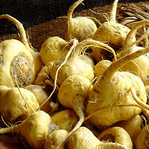 25 Organic Maca Root Seeds (Lepidium Meyenii) - Non-GMO, High Potency Peruvian Superfood for Energy & Vitality - Perfect for Home Gardening, Smoothies & Natural Health Boost