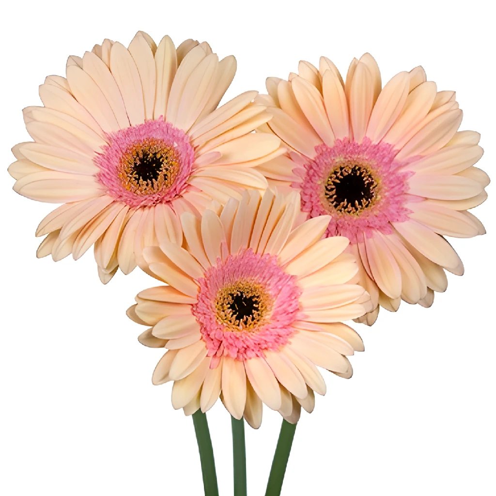 Fresh Apricot Salmon Gerbera Daisy Flowers - Perfect for Weddings, Home Decor, and Gift Bouquets