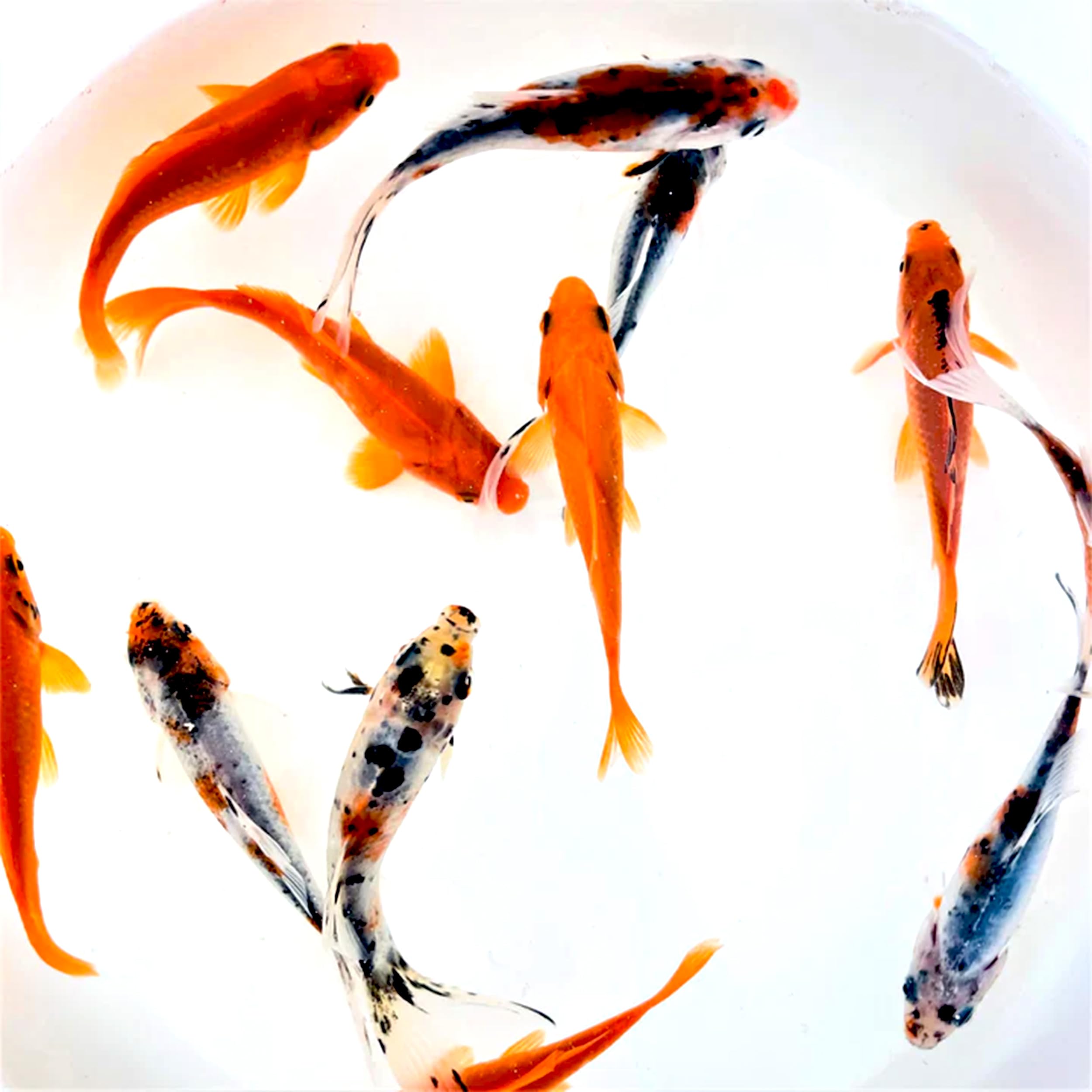 Premium Shubunkin & Comet Goldfish Combo - Vibrant Live Pond Fish (4-5 Inch) - 24 Count Mix for Aquariums & Outdoor Ponds - Perfect for Water Gardens, Koi Ponds & Decorative Fish Tanks
