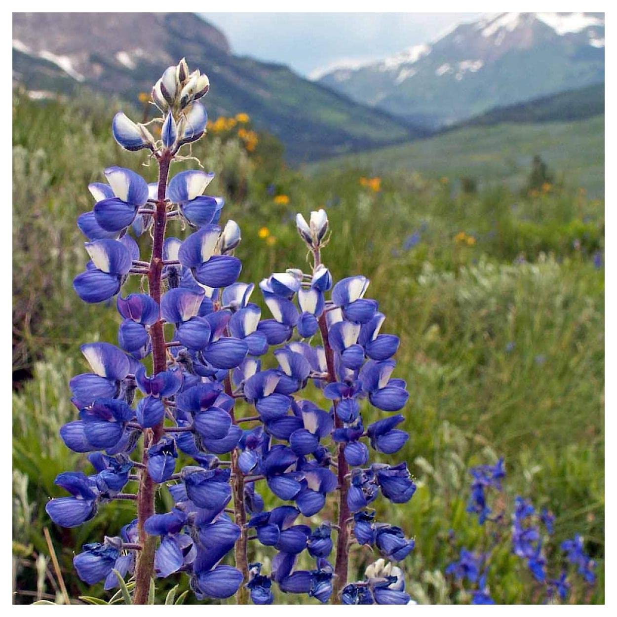 Everwilde Farms - 25 Mountain Lupine Native Wildflower Seeds - Gold Vault Jumbo Seed Packet for Gardening, Landscaping & Pollinator Gardens - Attracts Bees & Butterflies