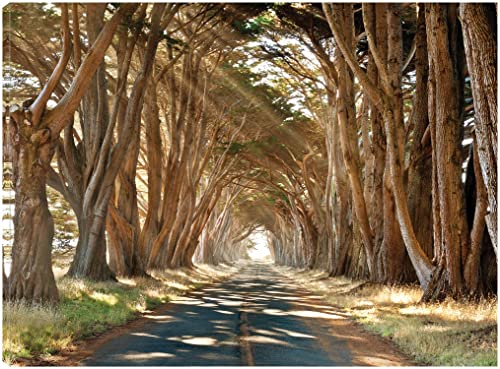 Cypresses