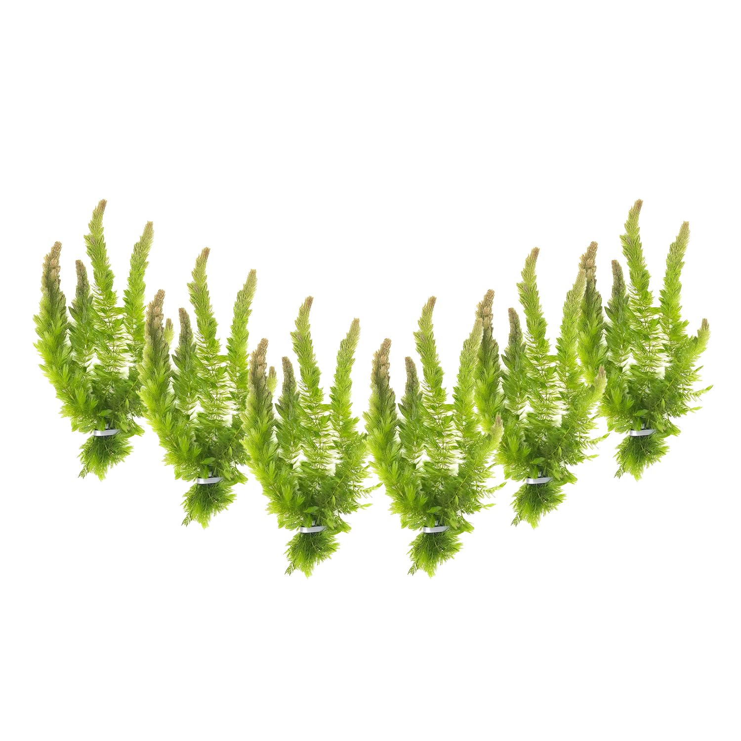 6 Hornwort Coontail Live Aquarium Plants - Fast Growing Easy Care Aquatic Plants for Fish Tanks - Creates Natural Habitat & Beautiful Underwater Scenery - Perfect for Freshwater Aquariums, Shrimp Tanks & Aquatic Decor