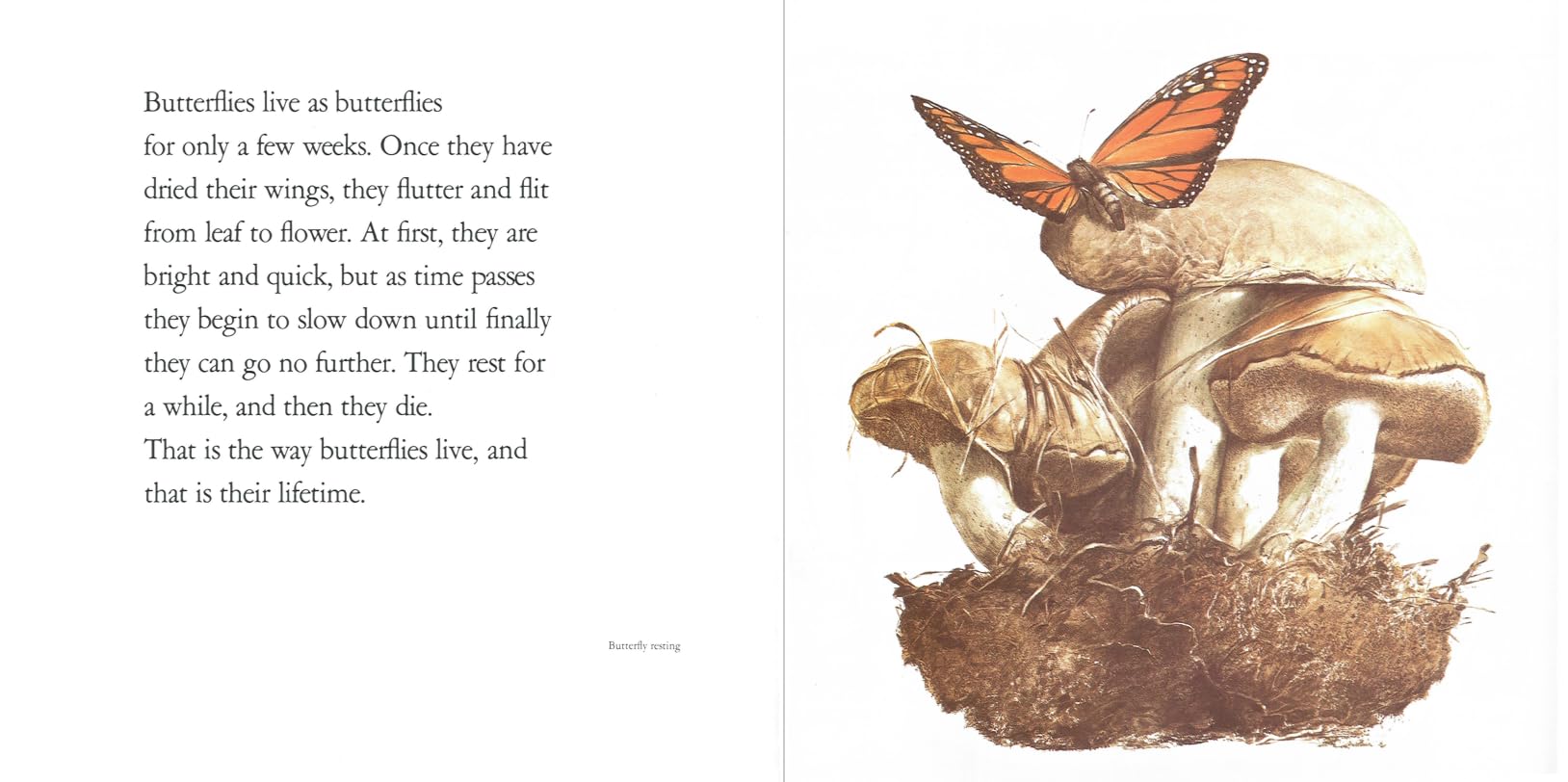 Lifetimes: A Beautiful Children's Book About Death and Loss - Perfect for Explaining Grief to Kids at Home or in School