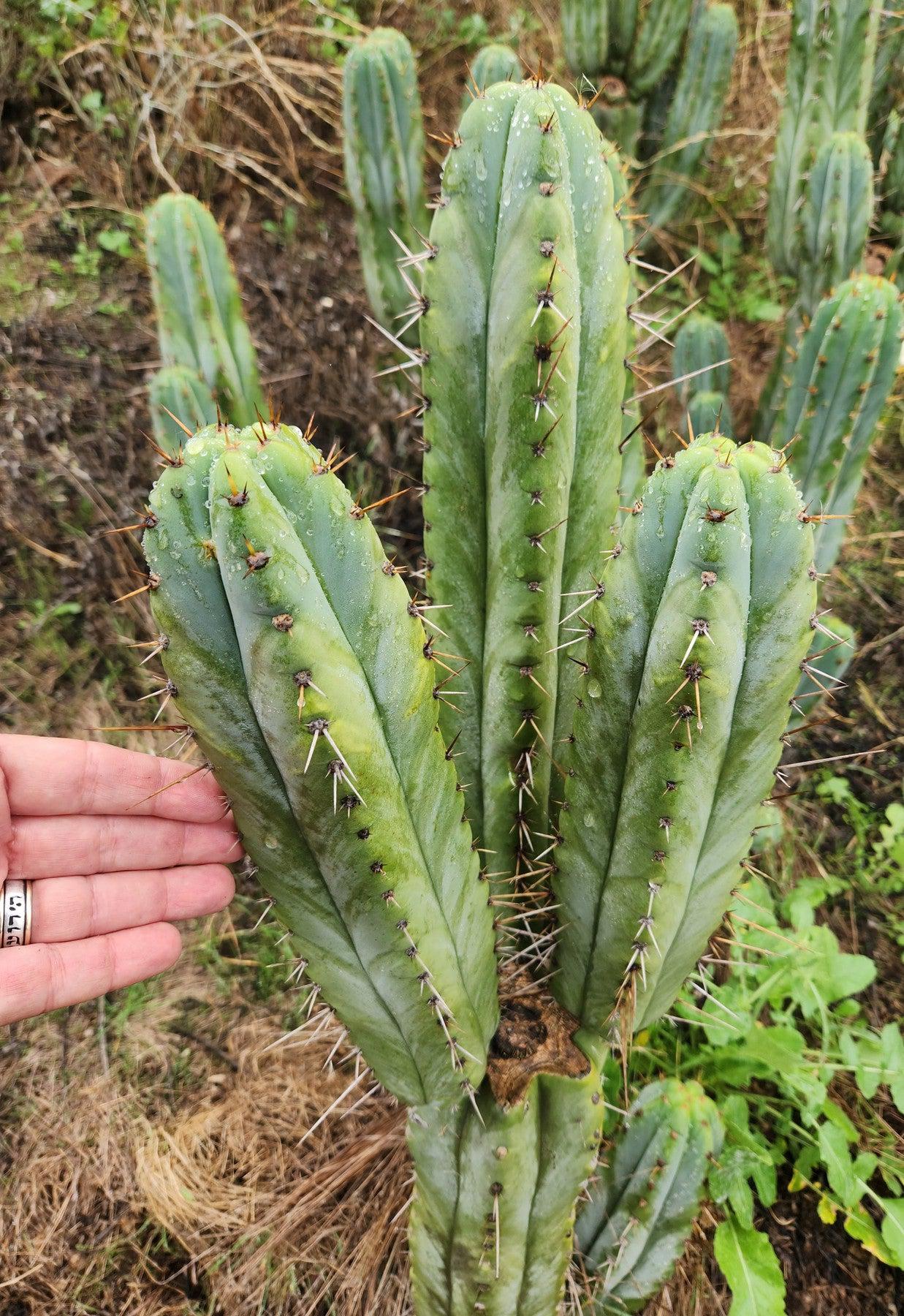 EC128 Trichocereus Peruvianus Old Man Cactus Cutting & Potted Plant - Rare Ornamental Cactus for Home Decor, Garden Landscaping, and Desert Terrariums