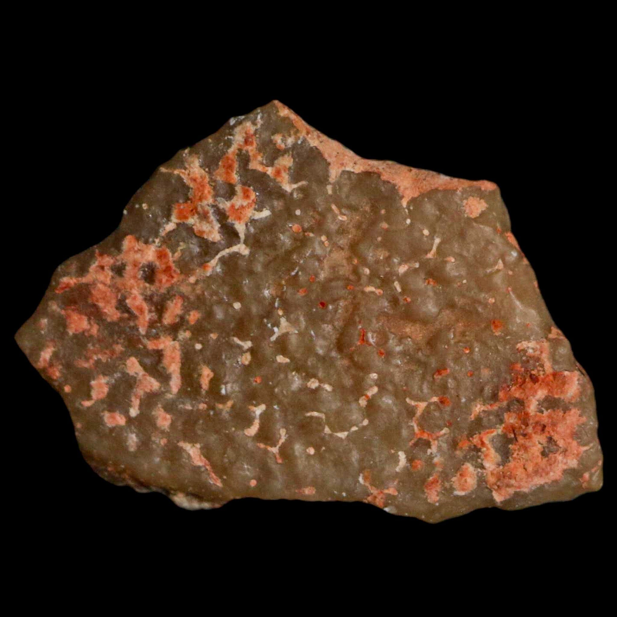 0.7 Megaloolithus Titanosaur Dinosaur Fossil Egg Shell from Bouches-du-Rhône, France - Rare Collectible Display for Paleontology Enthusiasts & Museum-Quality Home Decor