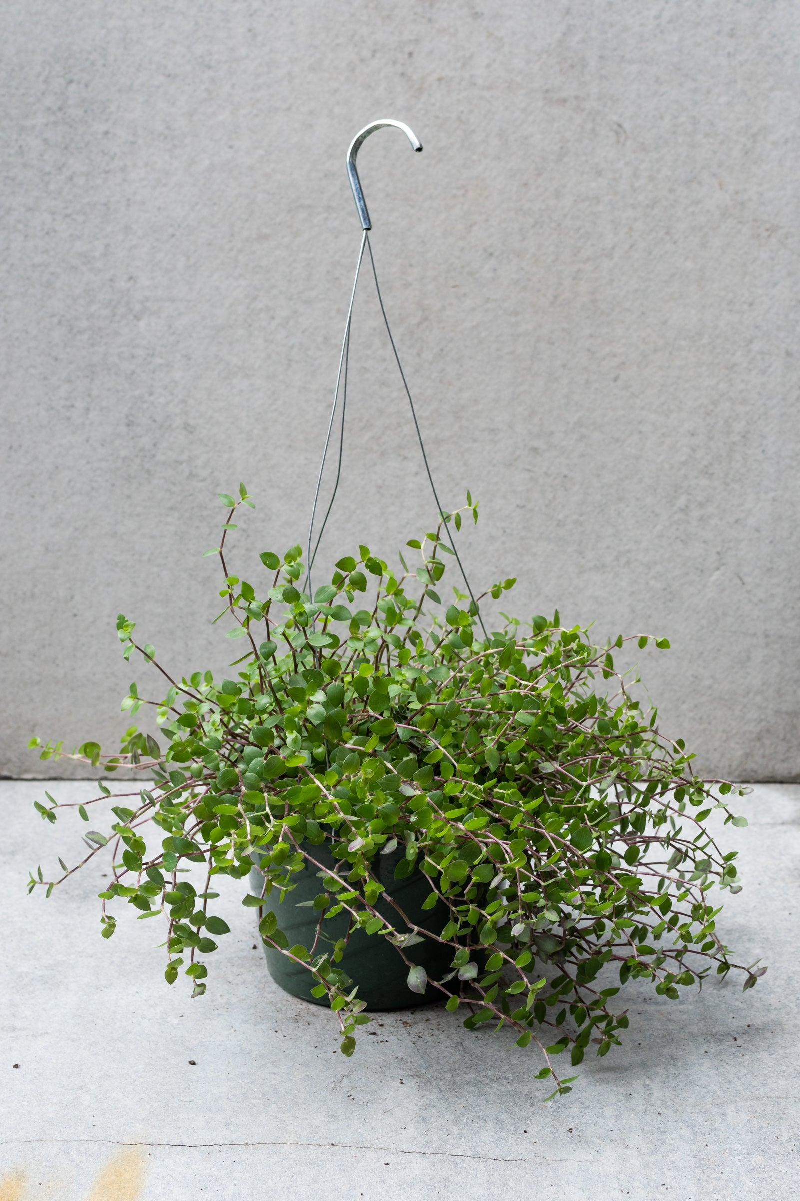Callisia Repens 8 Inch Hanging Basket - Pink Lady Turtle Vine Live Plant for Home & Garden Decor | Indoor & Outdoor Hanging Plants for Balcony, Patio, and Office Spaces