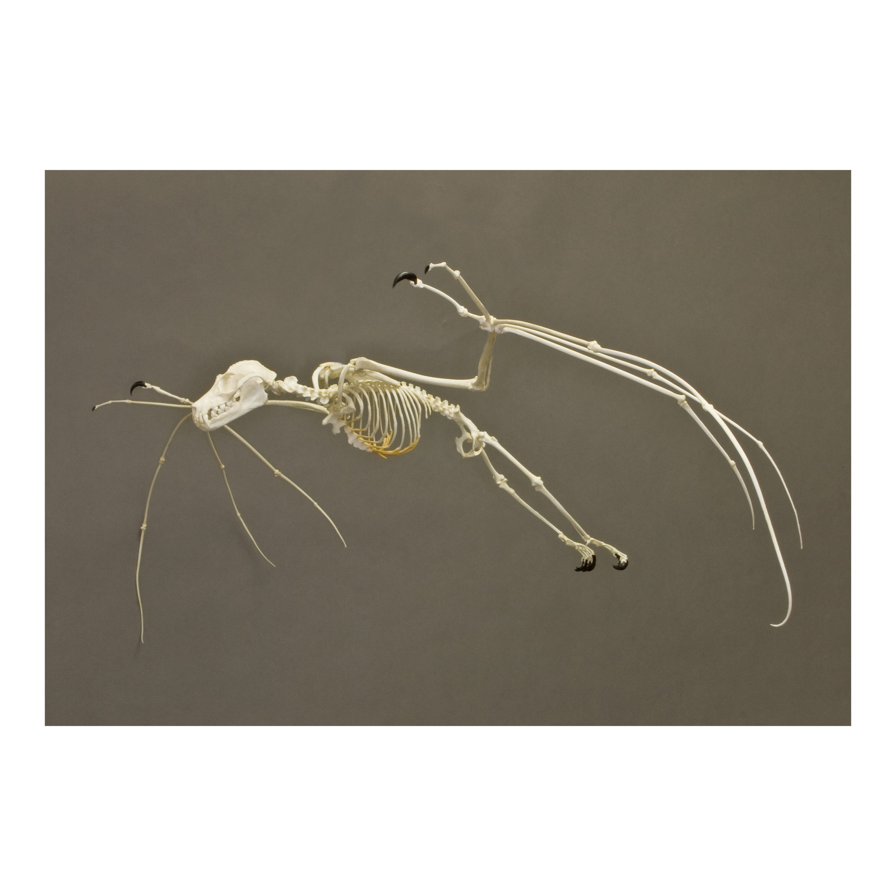 Authentic Replica Greater Flying Fox Skeleton - Life-Size Bat Skeleton Model for Science Education, Halloween Decor & Gothic Home Decor | Perfect for Biology Classrooms, Museum Displays & Horror Themed Parties
