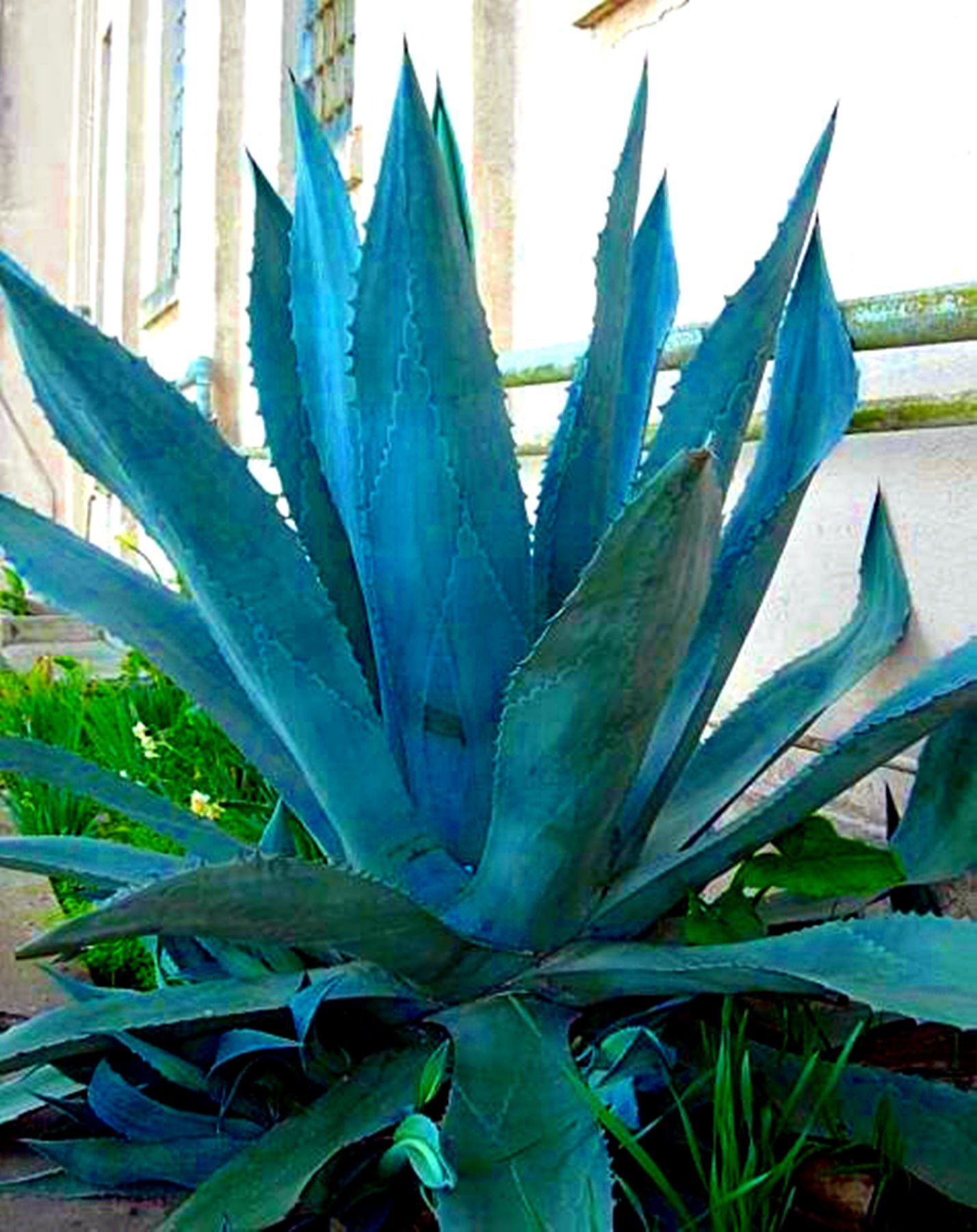 Blue Agave Plants (Agave Americana) - Pair of Drought-Tolerant Succulents for Desert Gardens | Xeriscaping & Low-Water Landscaping | Perfect for Outdoor Rock Gardens, Southwest Yards & Hot Climates | Ideal for Poolside Decor, Modern Patios & Eco Landscapes | Great for Water-Wise Gardening, Mediterranean Style Homes & Drought-Prone Areas