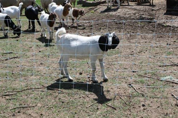 Starkline All-Purpose Electric Utility Netting - 35