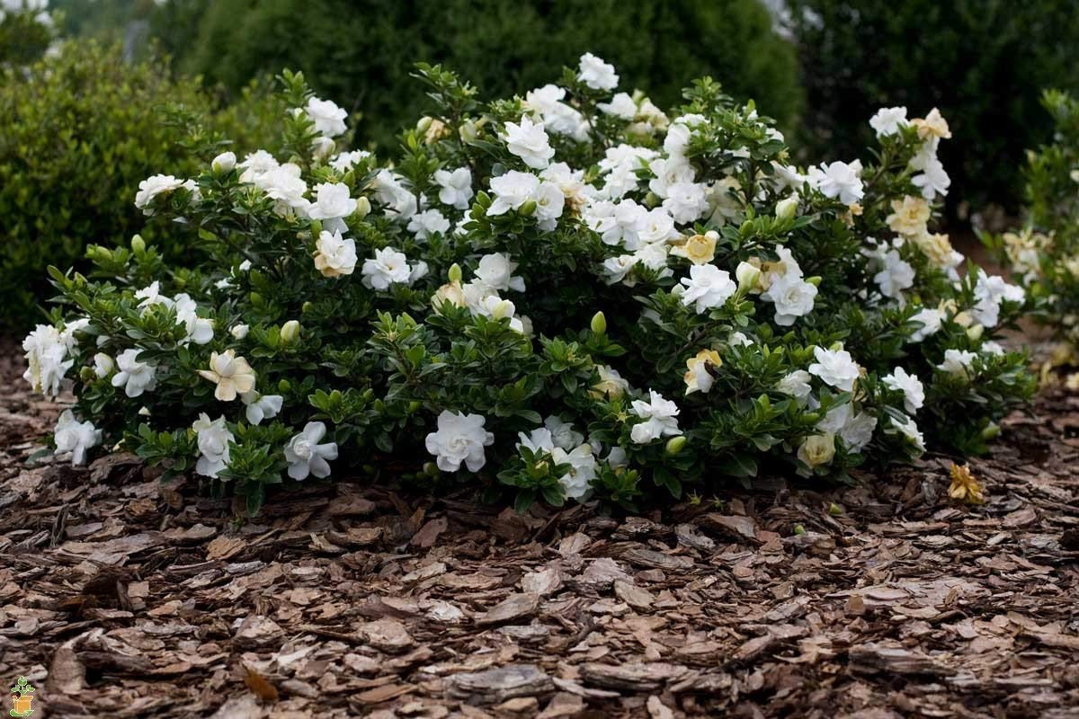 Frostproof Gardenia Jasminoides - 10 Live Plants for Outdoor Landscaping - Fragrant White Blooming Shrubs - Perfect for Garden Borders, Patio Decor & Aromatic Gardens