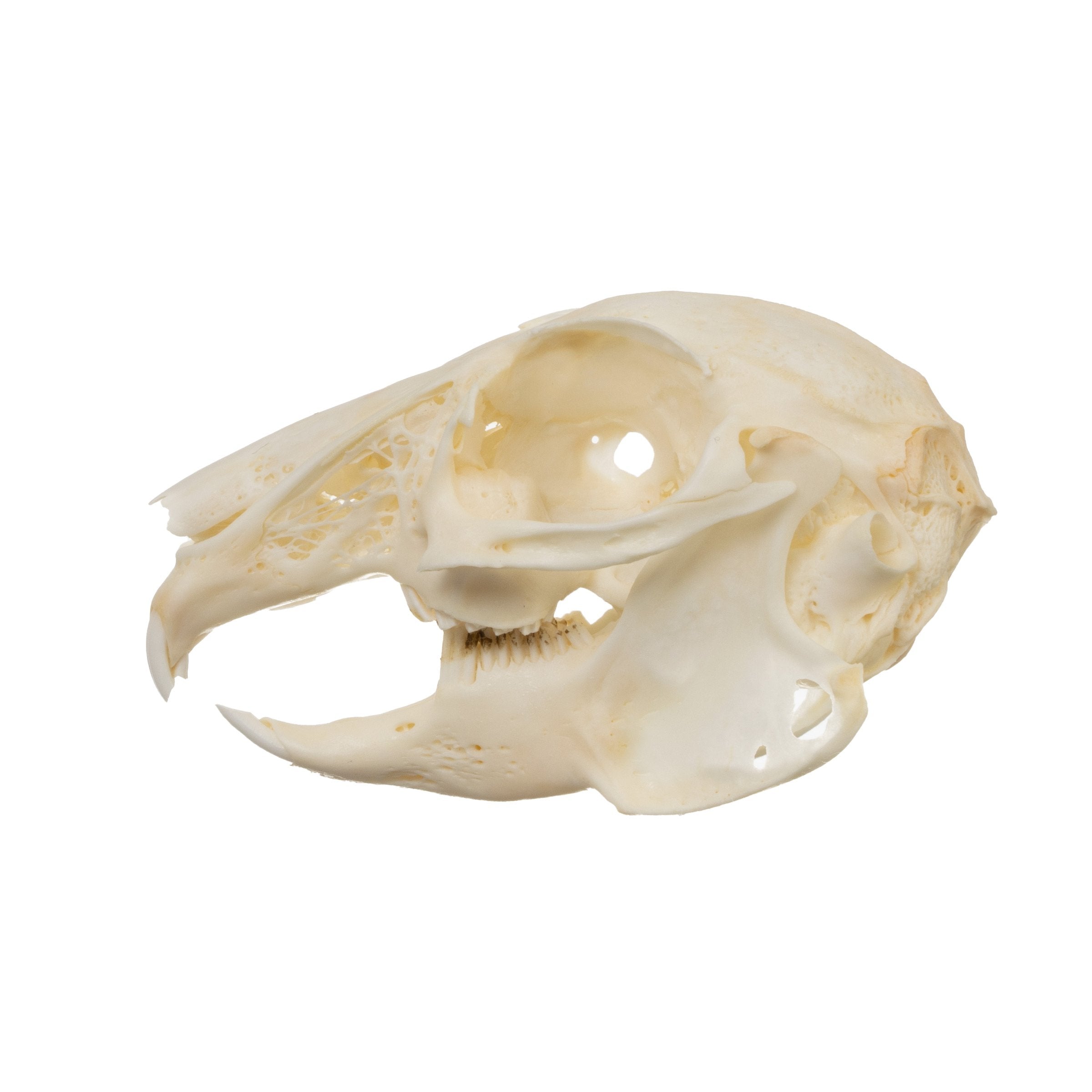Real Desert Cottontail Rabbit Skull - Authentic Taxidermy Specimen for Science Education, Oddity Collectors & Gothic Decor - Perfect for Biology Classrooms, Cabinets of Curiosities & Dark Aesthetic Home Decor