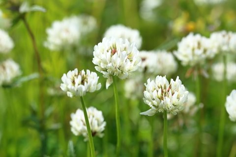 Organic White Dutch Clover Seeds - 1 Lb Bulk for Wildlife Food Plots, Soil Erosion Control & Lawn Improvement | Non-GMO, Fast-Growing Ground Cover for Bees & Pollinators | Perfect for Pastures, Gardens & Landscaping