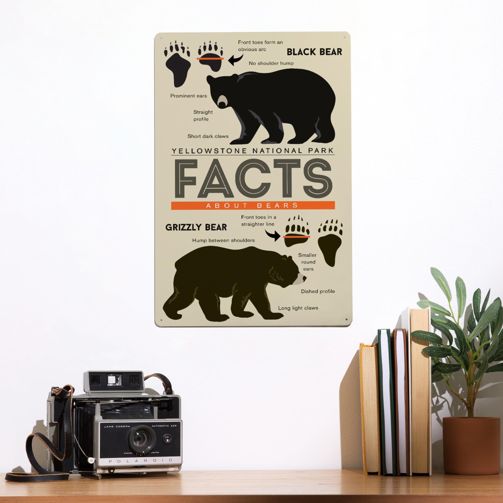 Lantern Press 12x18 Inch Yellowstone National Park Metal Sign - Wyoming Bear Facts Wall Decor for Grizzly & Black Bear Lovers - Perfect for Home, Office, or Cabin Decor