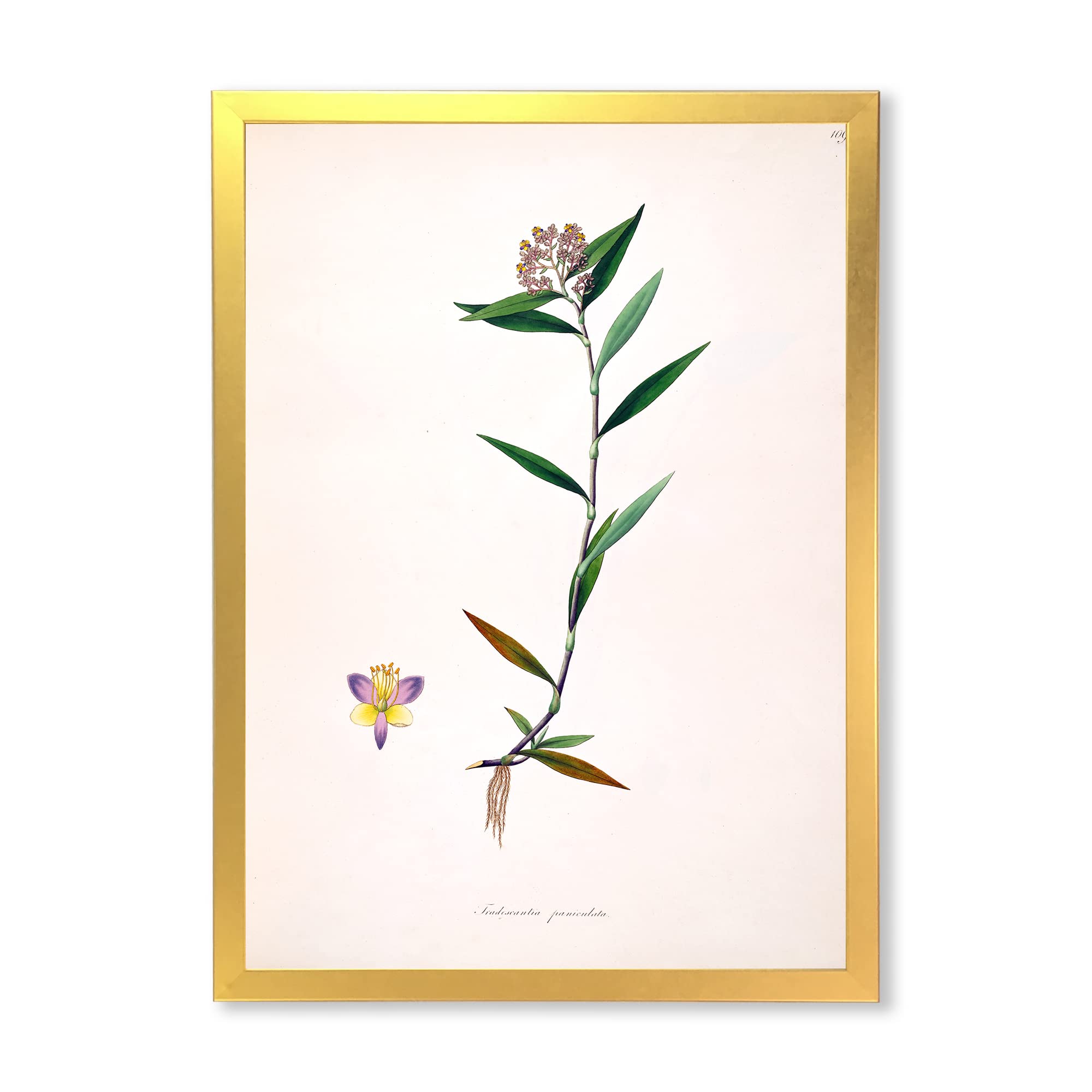 Vintage Botanical Wall Art - XIX Century Farmhouse Style Framed Prints for Living Room, Bedroom & Office Decor