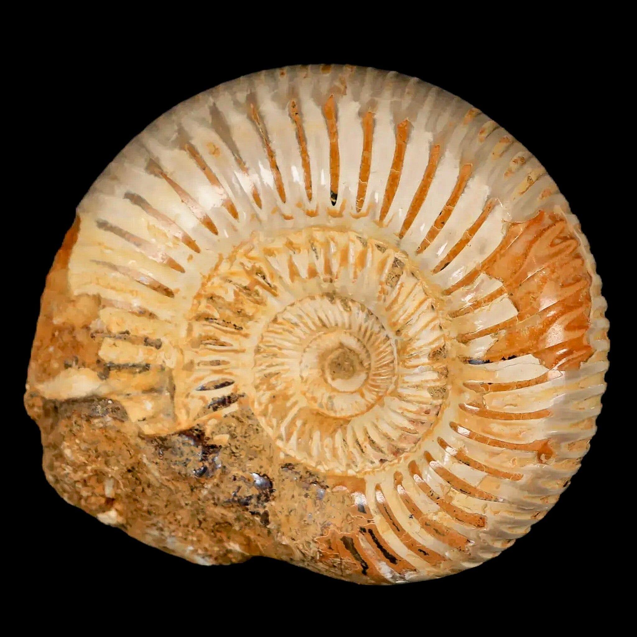 64MM Polished Perisphinctes Ammonite Fossil - Authentic Nautilus Specimen from Madagascar Jurassic Era with COA | Home Decor, Science Education & Fossil Collection Display