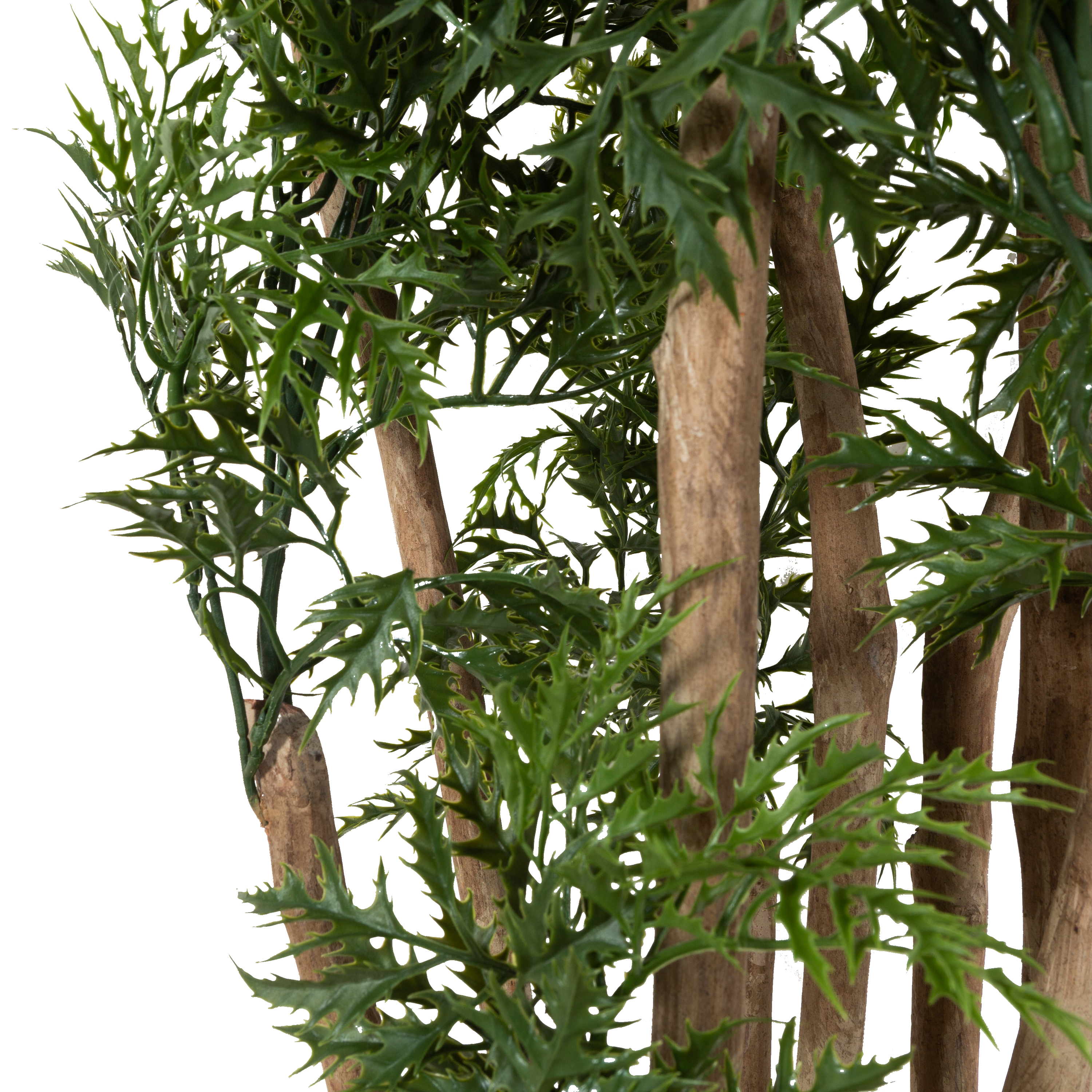 Buy Ming Aralia Tree Online - Low Maintenance Indoor Houseplant for Home & Office Decor | Perfect for Living Rooms, Bedrooms & Workspaces