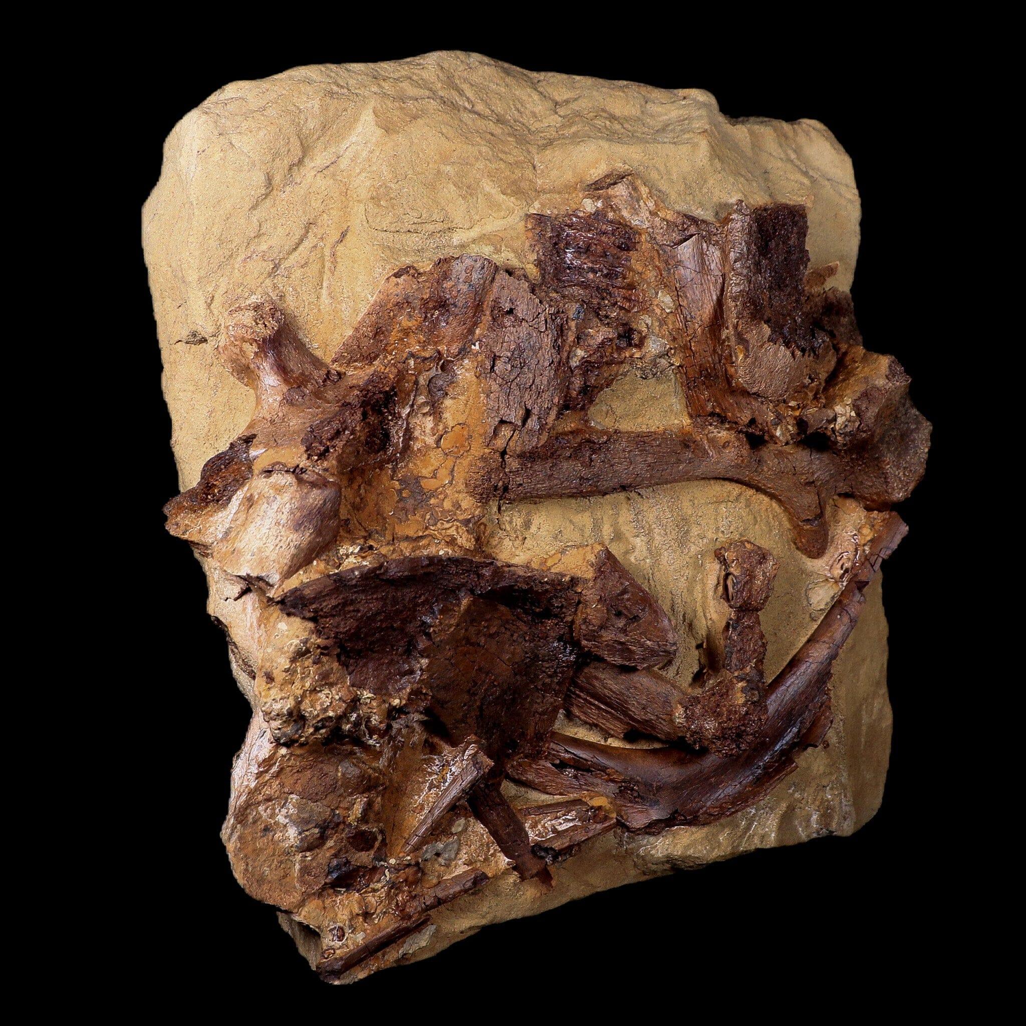 10 Authentic Edmontosaurus Fossils - Teeth, Jaw, Vertebrae & Tendons from Lance Creek, Wyoming | Dinosaur Fossil Collection for Paleontology Enthusiasts & Museum Displays