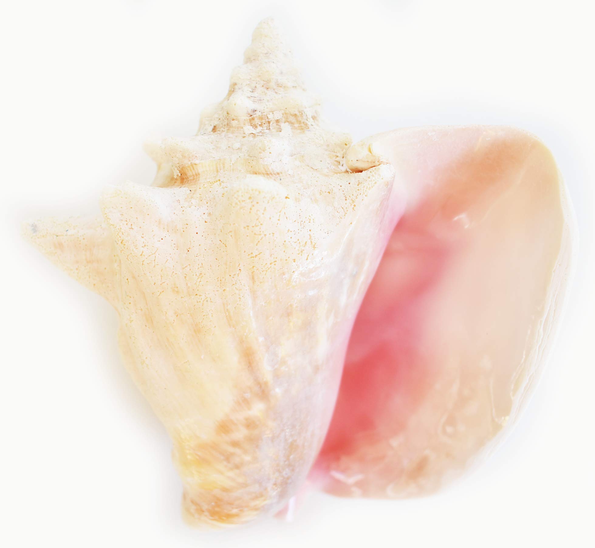 Large Pink Queen Conch Shell 7-8