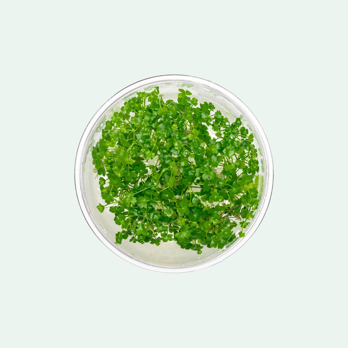 Hydrocotyle Tripartita Mini Aquatic Plant - Live Freshwater Carpet Plant for Aquariums & Fish Tanks | Perfect for Foreground Planting, Nano Tanks, and Aquascaping Designs