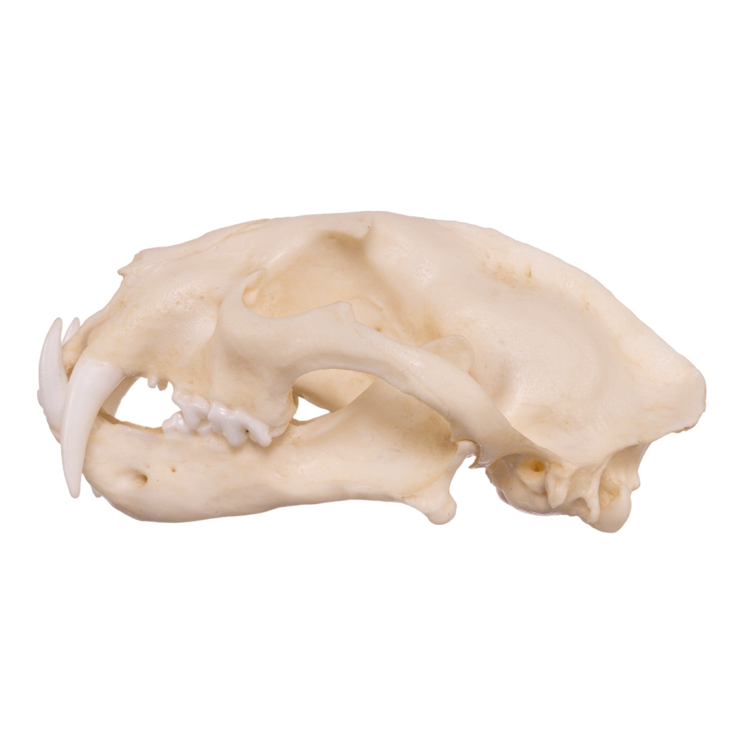 Replica Clouded Leopard Skull - Lifelike Animal Skull Decor for Home, Office & Halloween - Perfect for Gothic Decor, Taxidermy Displays & Horror Props