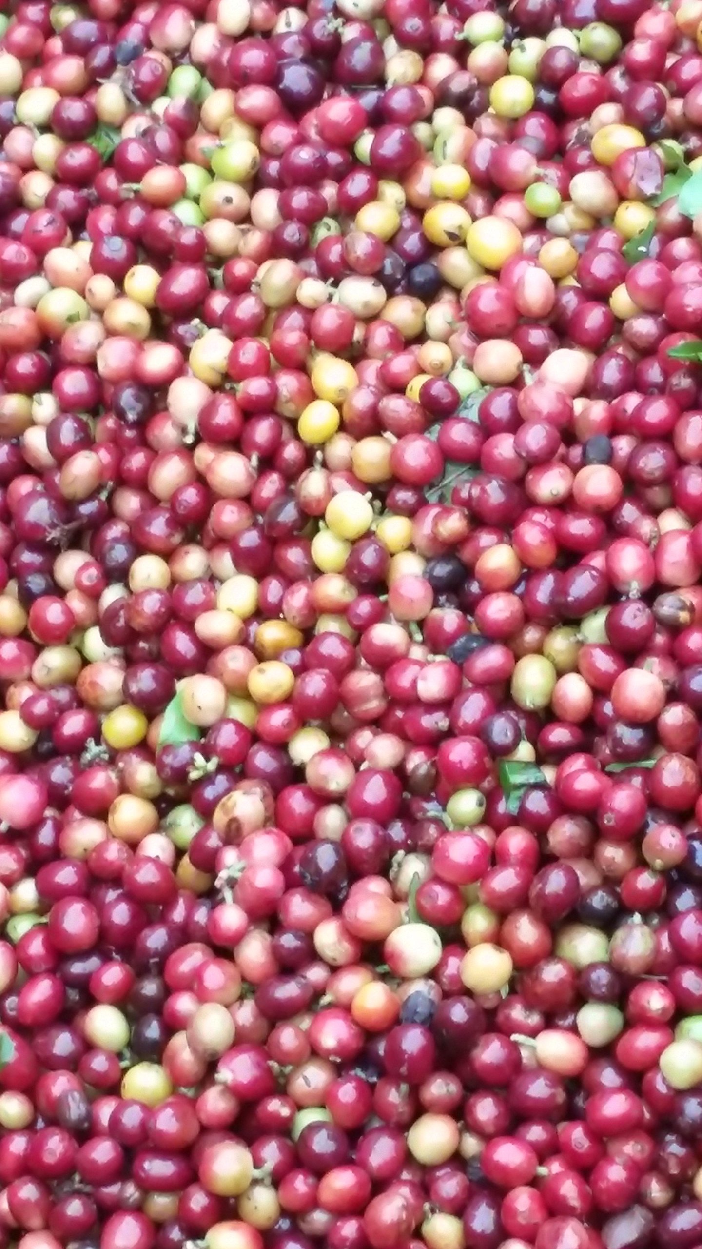 Premium Raw Unroasted Arabica Green Coffee Beans from Farm La Compañia - 10 lb Bulk for Home Roasting, Cold Brew & Specialty Coffee Making - Perfect for Coffee Enthusiasts & Small Businesses