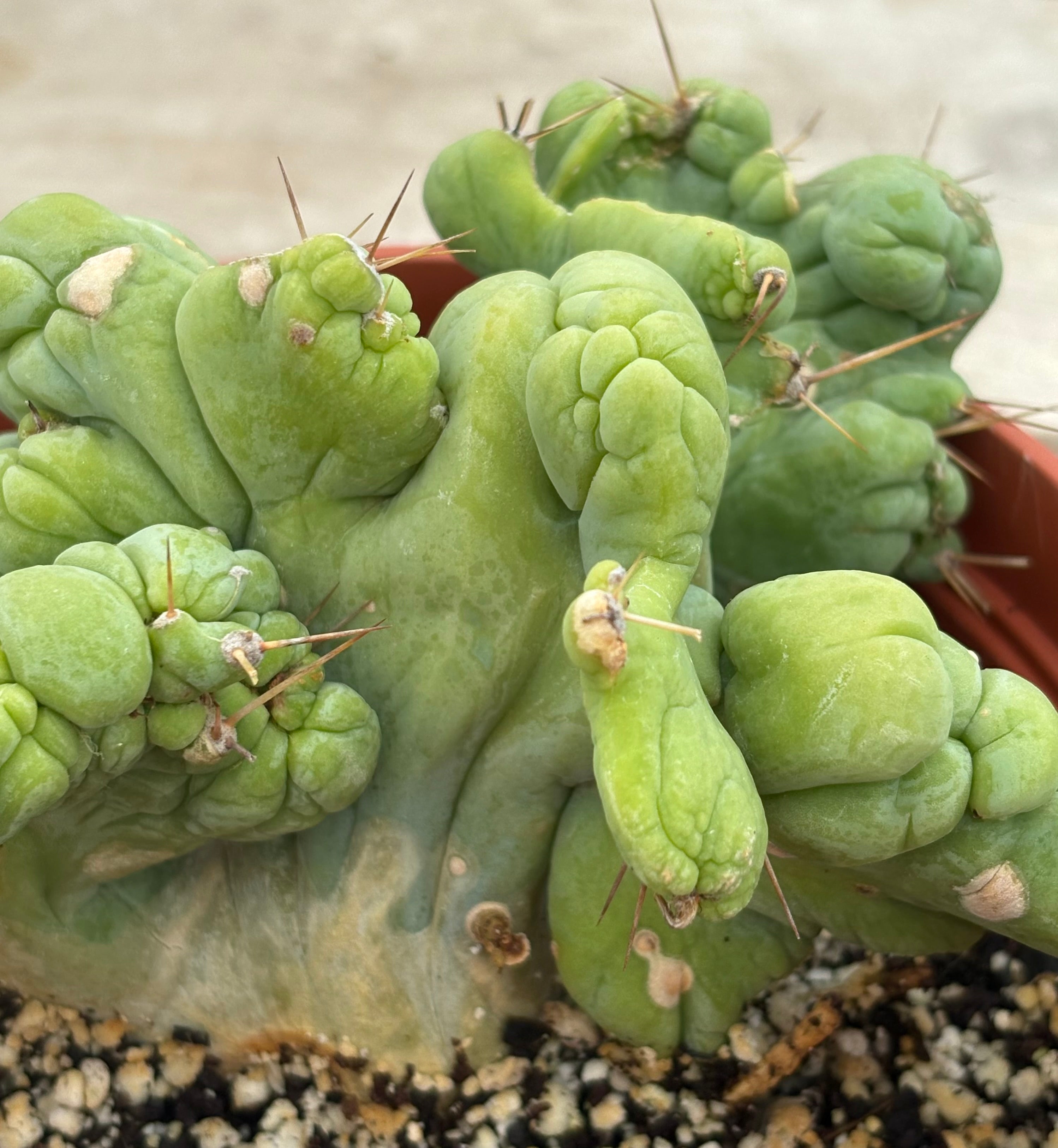 EC190 EXACT Trichocereus Bridgesii Monstrose Crest (TBMC) - Rare Ornamental Cactus for Home Decor, Garden & Succulent Collections - Perfect for Indoor Plant Displays and Xeriscaping