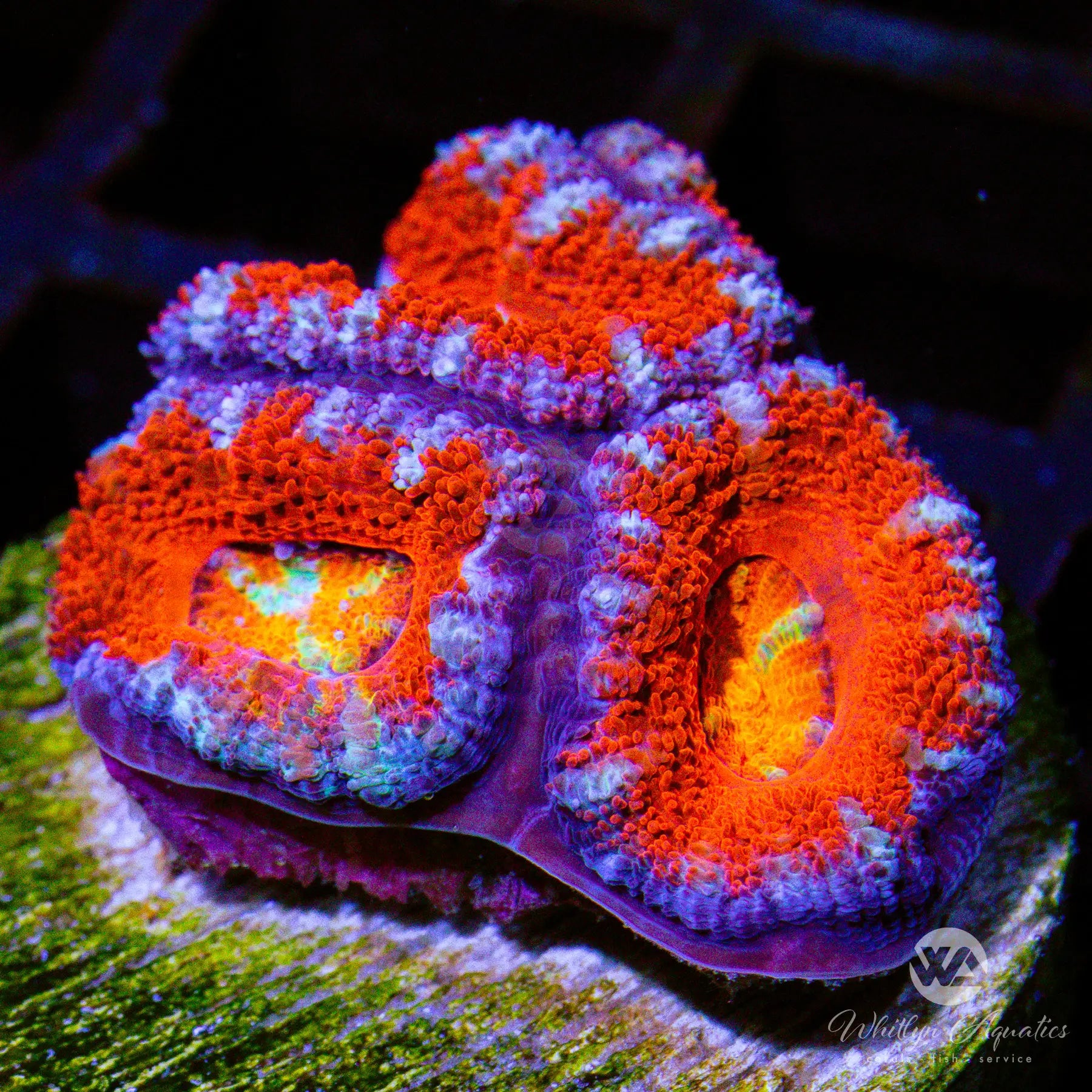 A37 WA Mixed Berries Acan Coral - Premium WYSIWYG Live Coral for Saltwater Aquariums | Perfect for Reef Tanks & Marine Displays