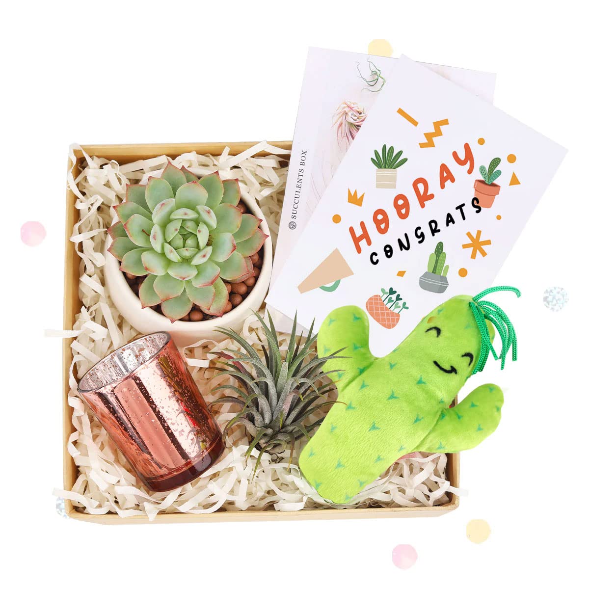 Airplant & Succulent Gift Box with Stuffed Cactus - Congratulations Greeting Card Included | Perfect for Housewarming, Birthday & Office Decor