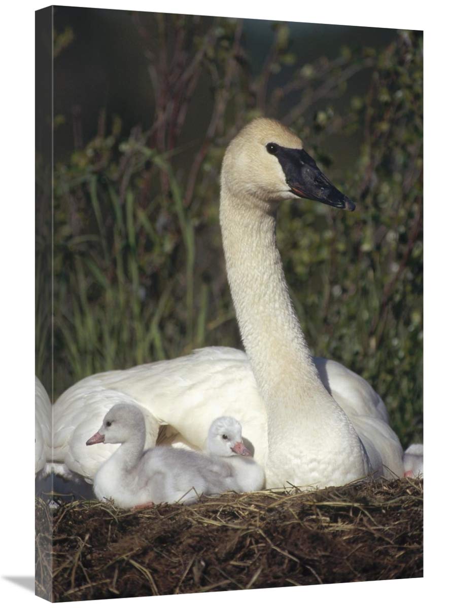 Michael Quinton Trumpeter Swan Mother on Nest with Chicks Art Print - 20x30 Inch North America Wildlife Wall Decor for Home & Office