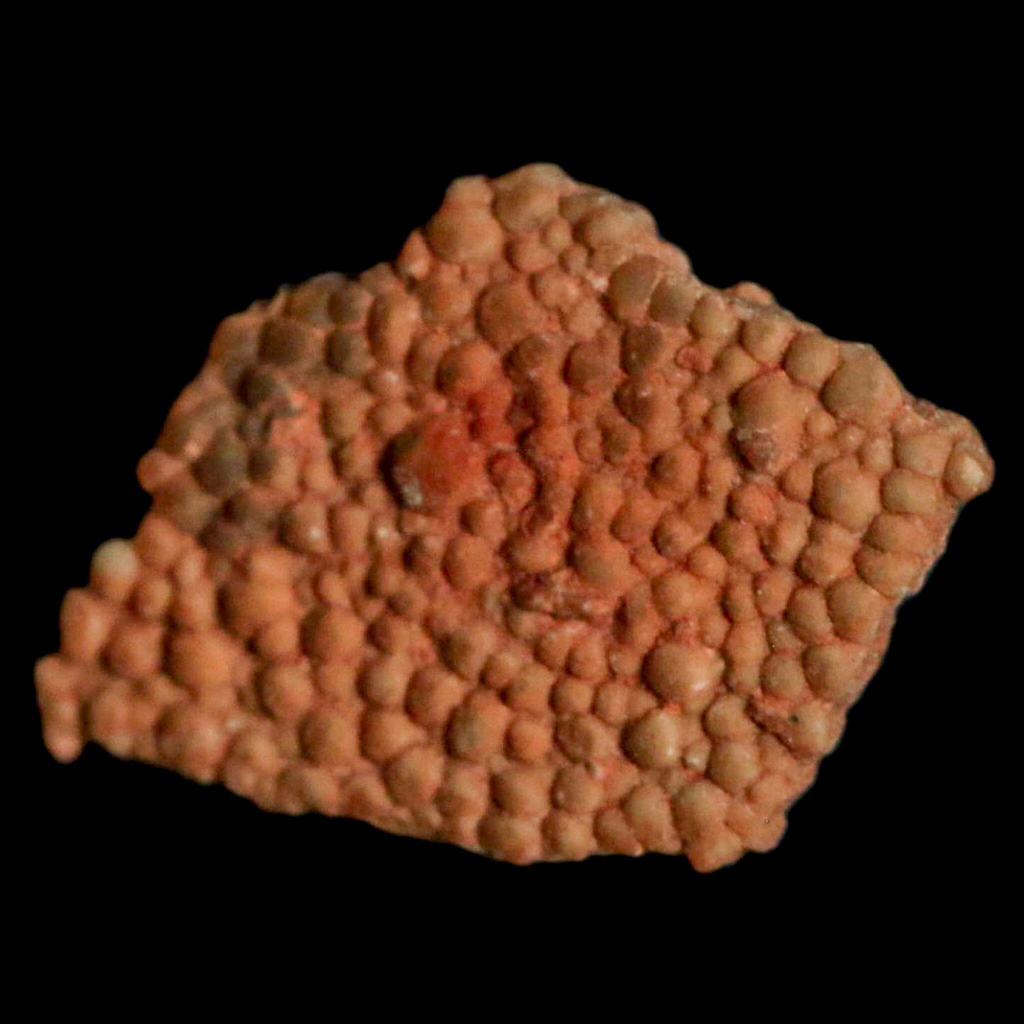 0.6 Megaloolithus Titanosaur Dinosaur Fossil Egg Shell from Bouches-du-Rhône, France - Rare Collectible Display Piece for Paleontology Enthusiasts & Museum-Quality Home Decor