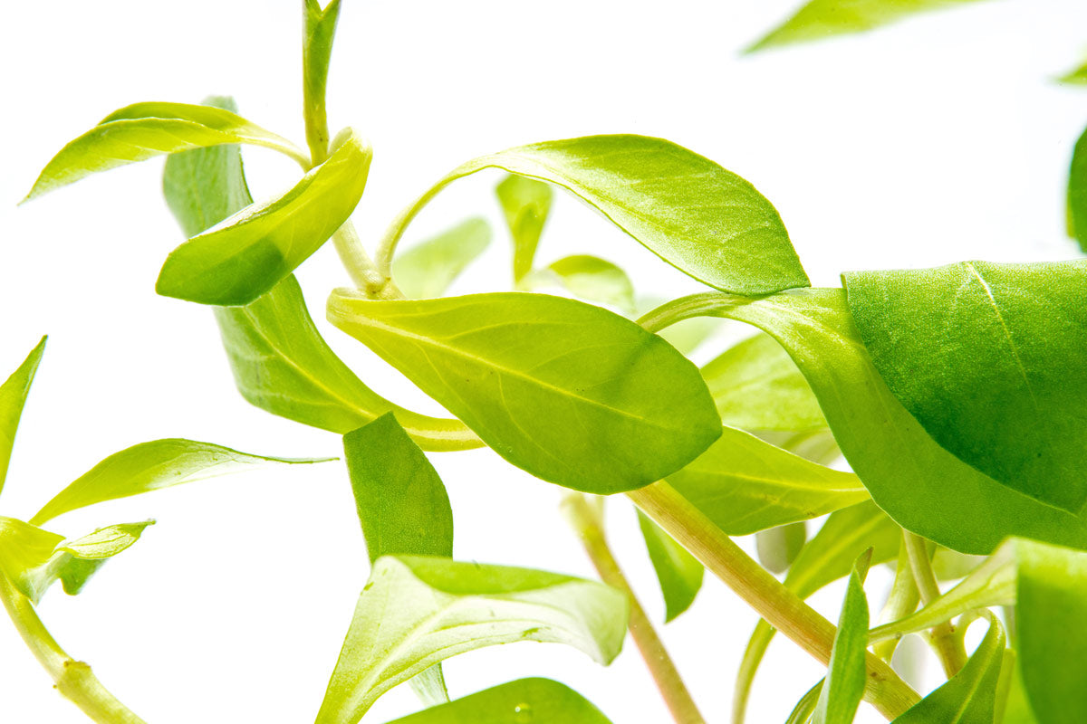 Ludwigia Repens Aquatic Plant for Freshwater Aquariums - Perfect for Aquascaping, Fish Tanks & Aquatic Decor