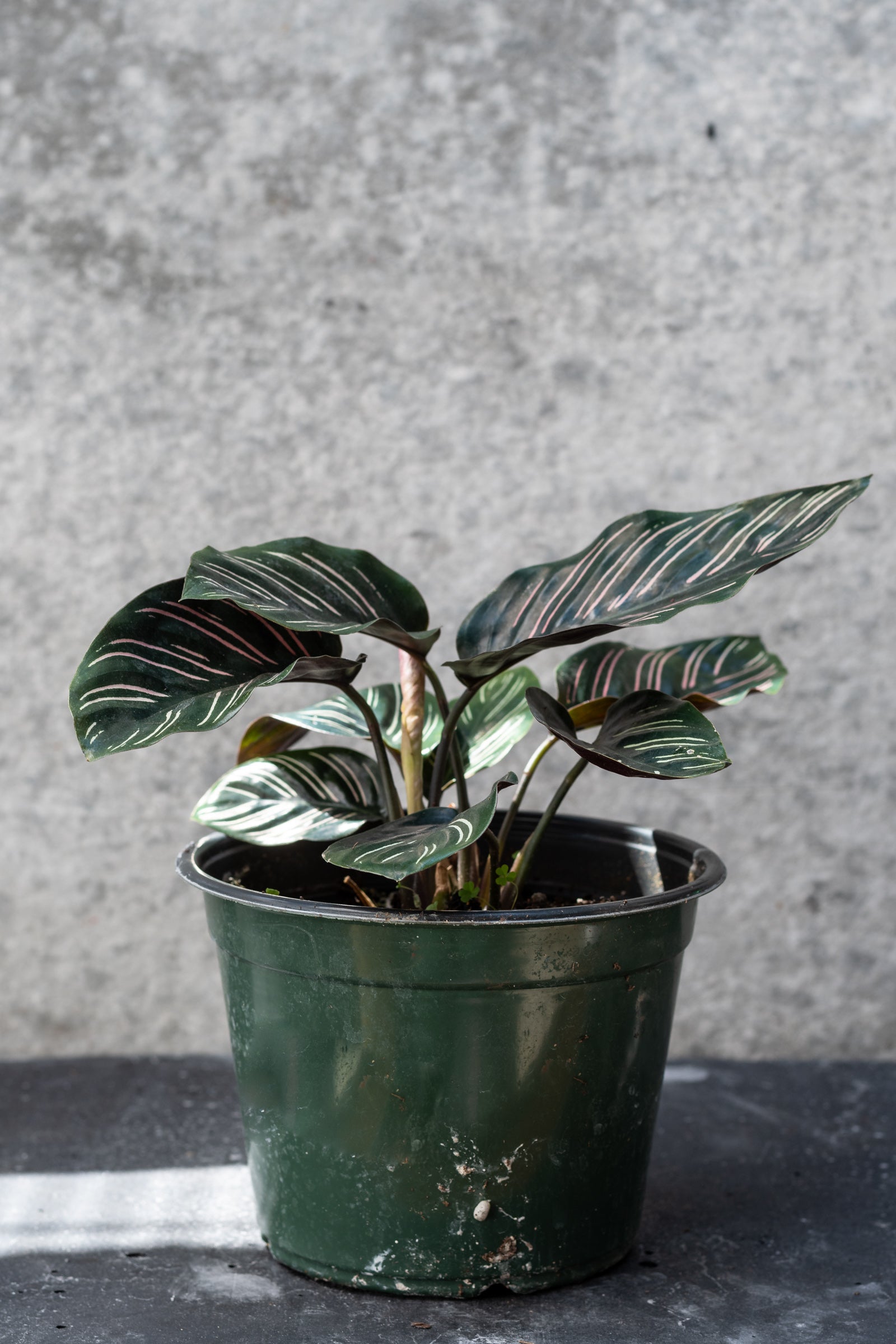 Calathea Ornata Pinstripe Plant - 6 Inch Indoor Houseplant for Home & Office Decor | Perfect for Living Rooms, Bedrooms, and Workspaces