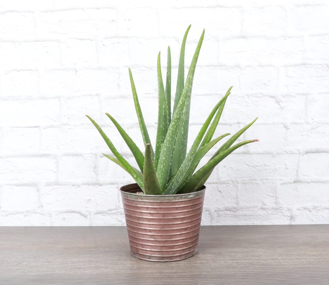 Thorsen's Live Aloe Vera Plant (Aloe Barbadensis Miller) in 6