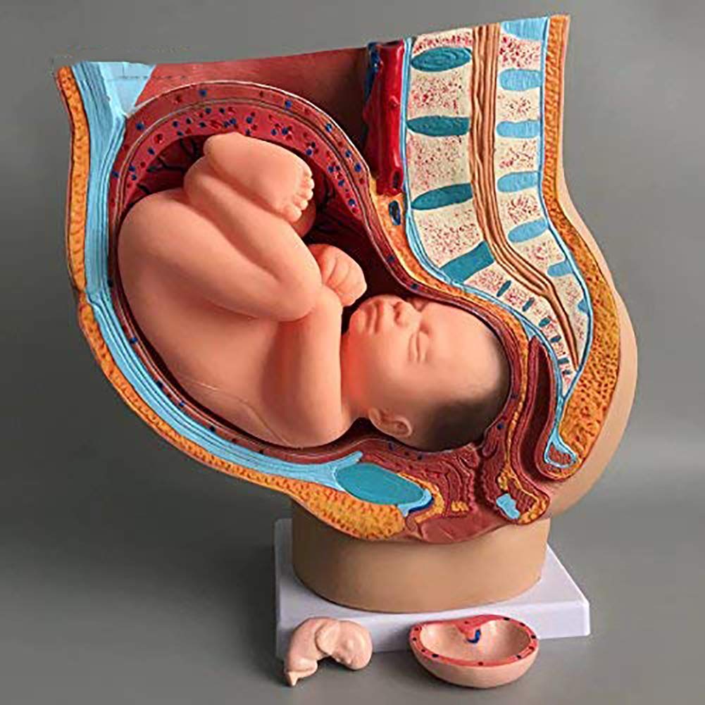 Life Size Medical Anatomical Pregnant Female Pelvis Model with 9 Month Fetus - Removable Organs & Hand Painted Details | Ideal for Medical Education, Obstetrics Training & Pregnancy Demonstration