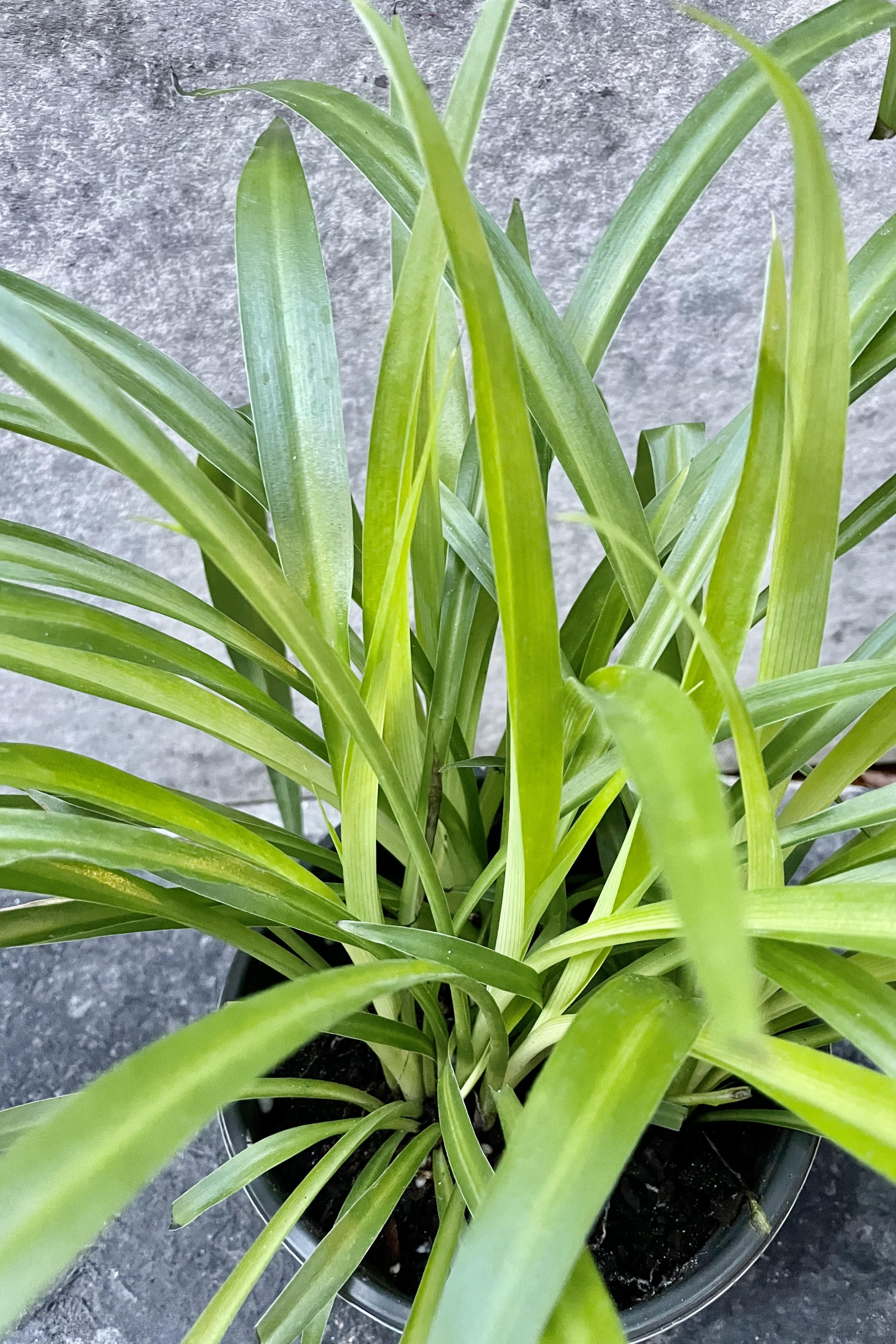 Chlorophytum 'Hawaiian' Spider Plant - 6