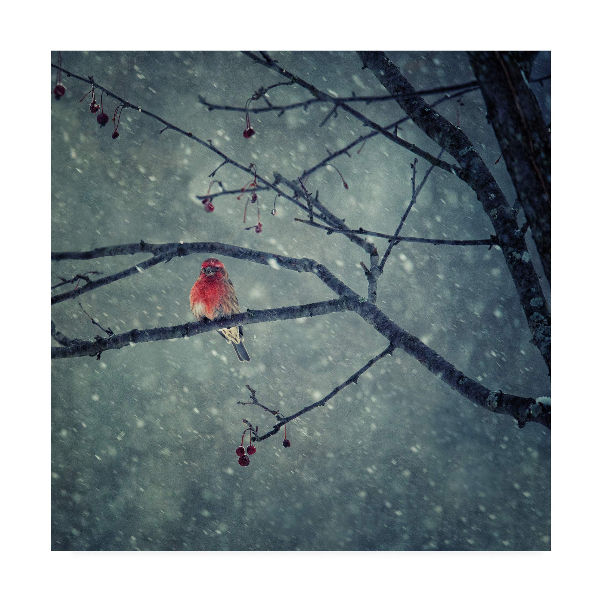 Trademark Fine Art - 18x18 Inch Snowing Red Birds Canvas Print by Yu Cheng - Perfect for Living Room, Bedroom & Office Wall Decor