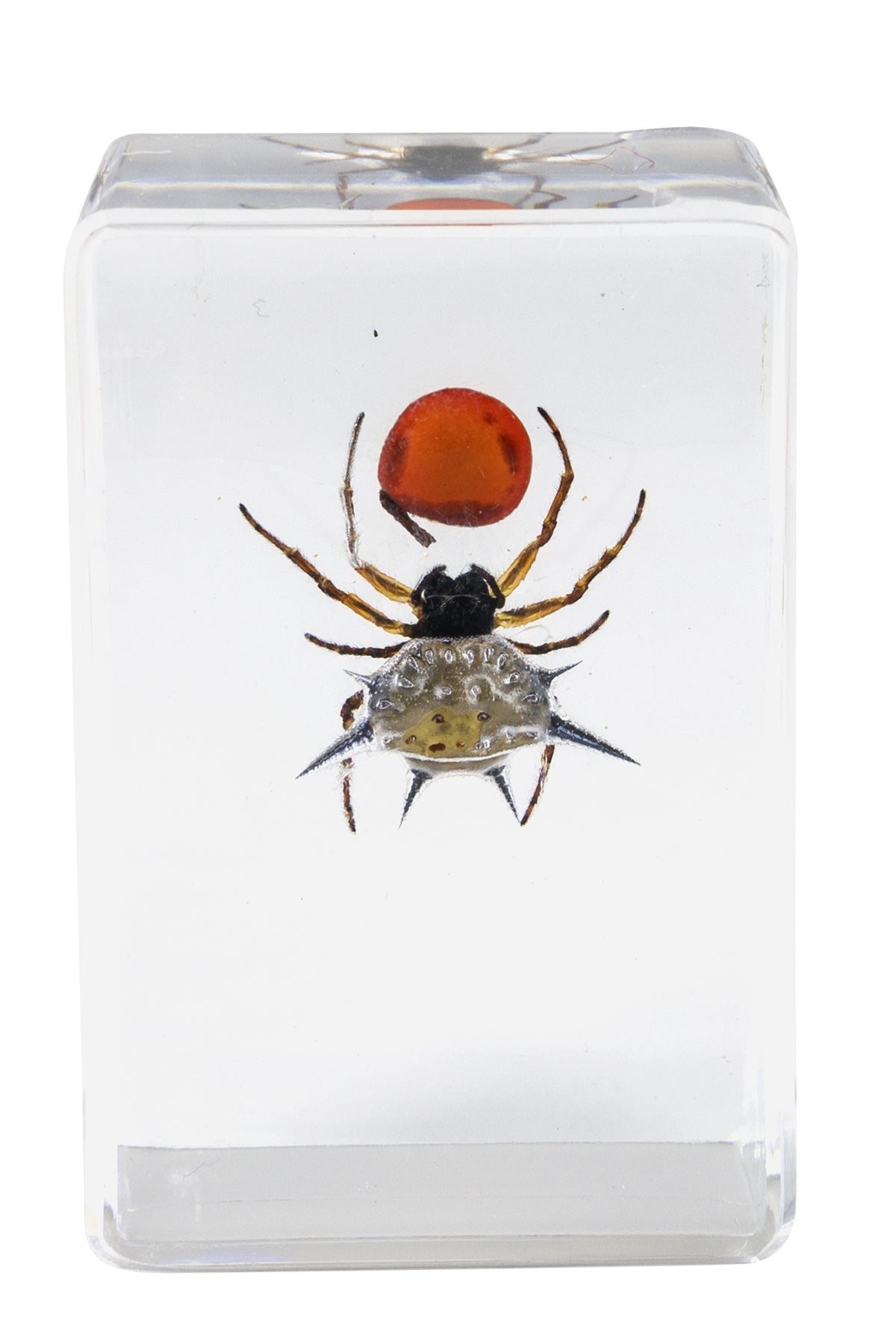 3D Bug Specimen Kit #4 - Realistic Insect Models for Science Education & Home Decor | Perfect for Classroom, Kids Learning & Nature Lovers