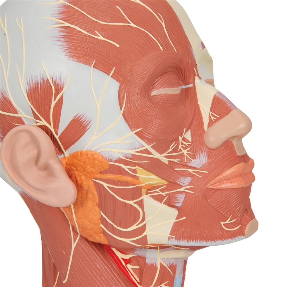 Human Head and Neck Musculature Anatomy Model with Nerves - Perfect for Medical Students, Anatomy Classes & Healthcare Professionals Training
