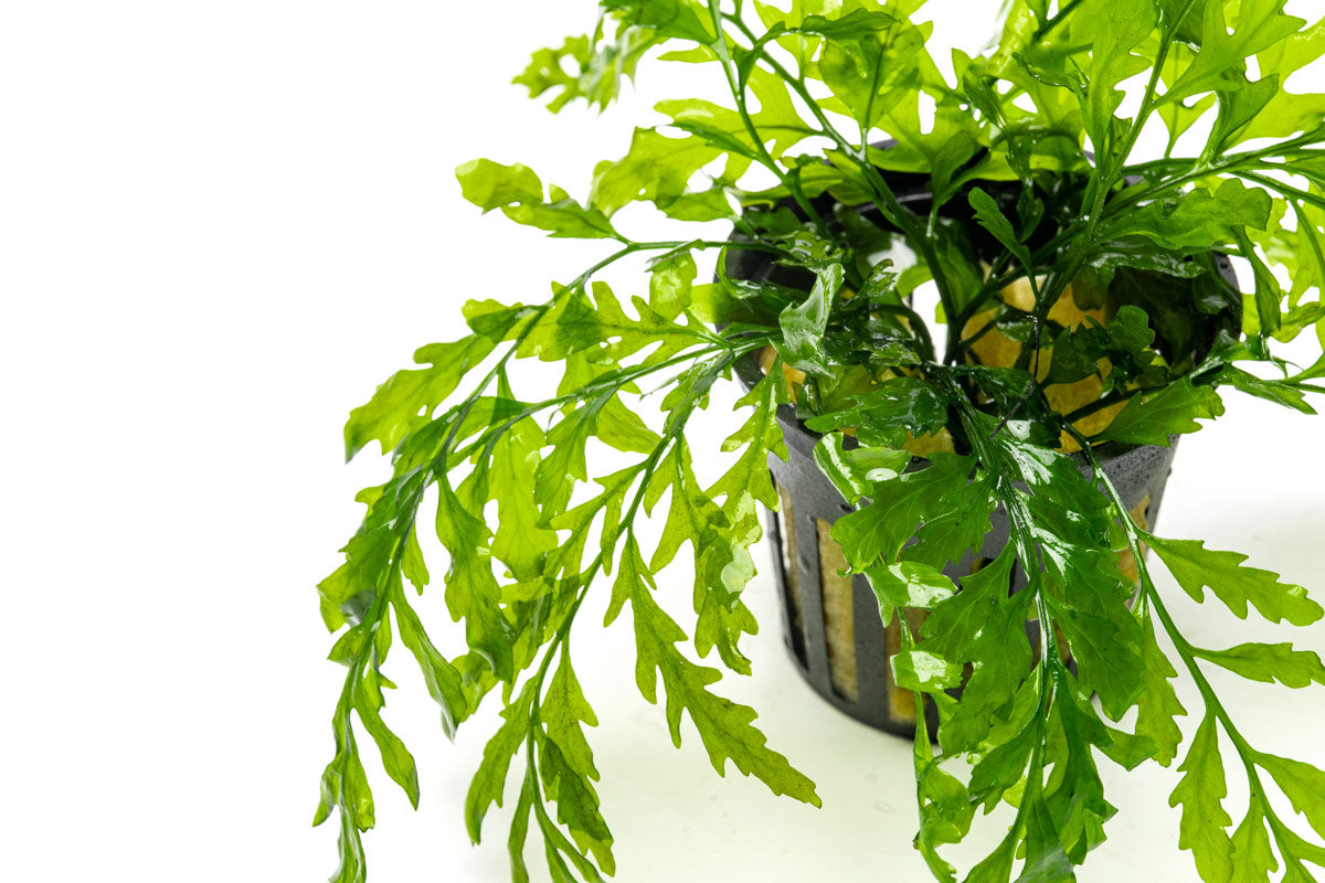 Bolbitis Heudelotii African Water Fern - Live Aquarium Plant for Fish Tanks, Terrariums & Paludariums - Perfect for Low Light Aquascaping & Natural Habitat Decoration