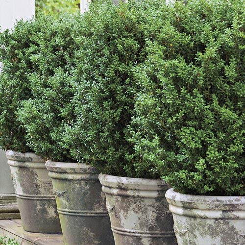 10 Pack American Boxwood Shrubs - Live Evergreen Plants in 1 Gallon Pots by DAS Farms (Excluding CA) - Perfect for Hedges, Landscaping & Garden Borders