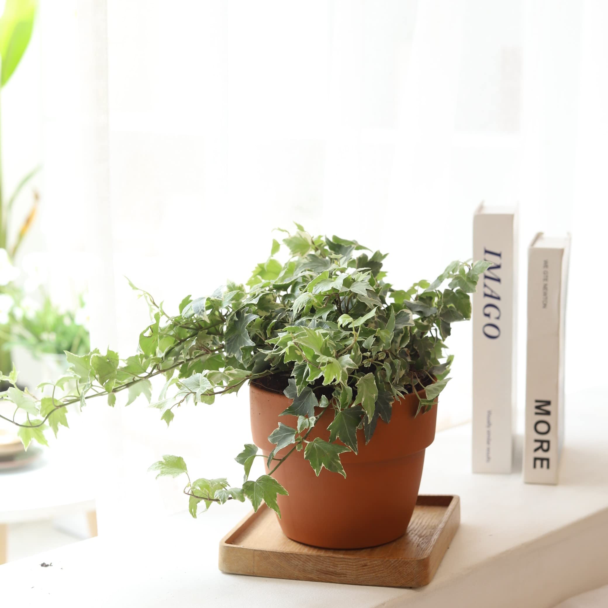 Golden English Ivy (4